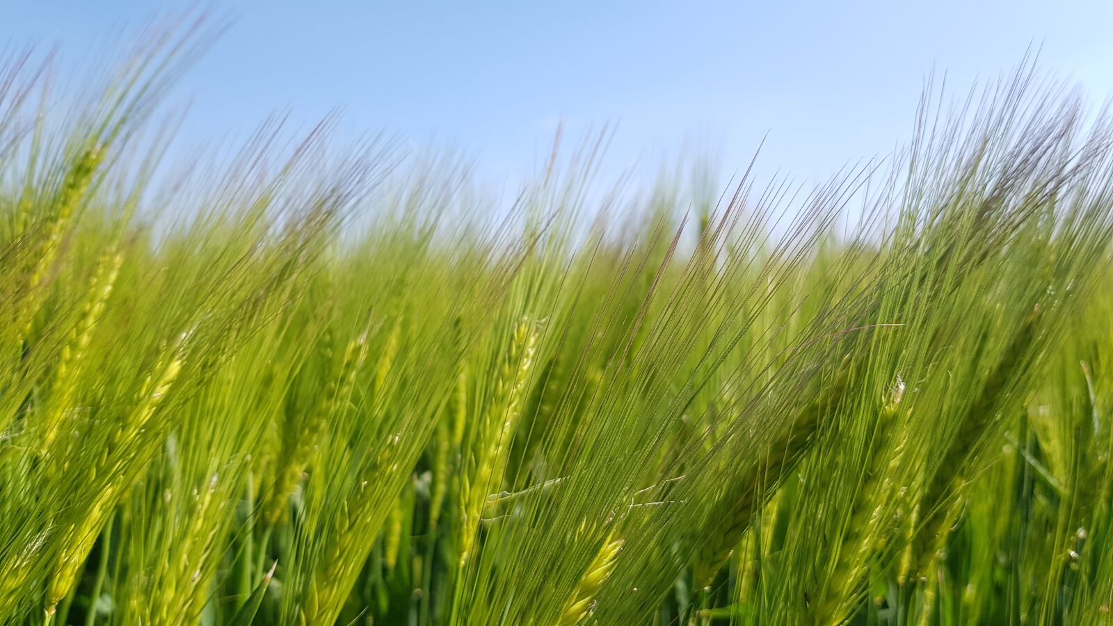 Samsung Galaxy S8+ sample photo. Arable, meadow, summer photography