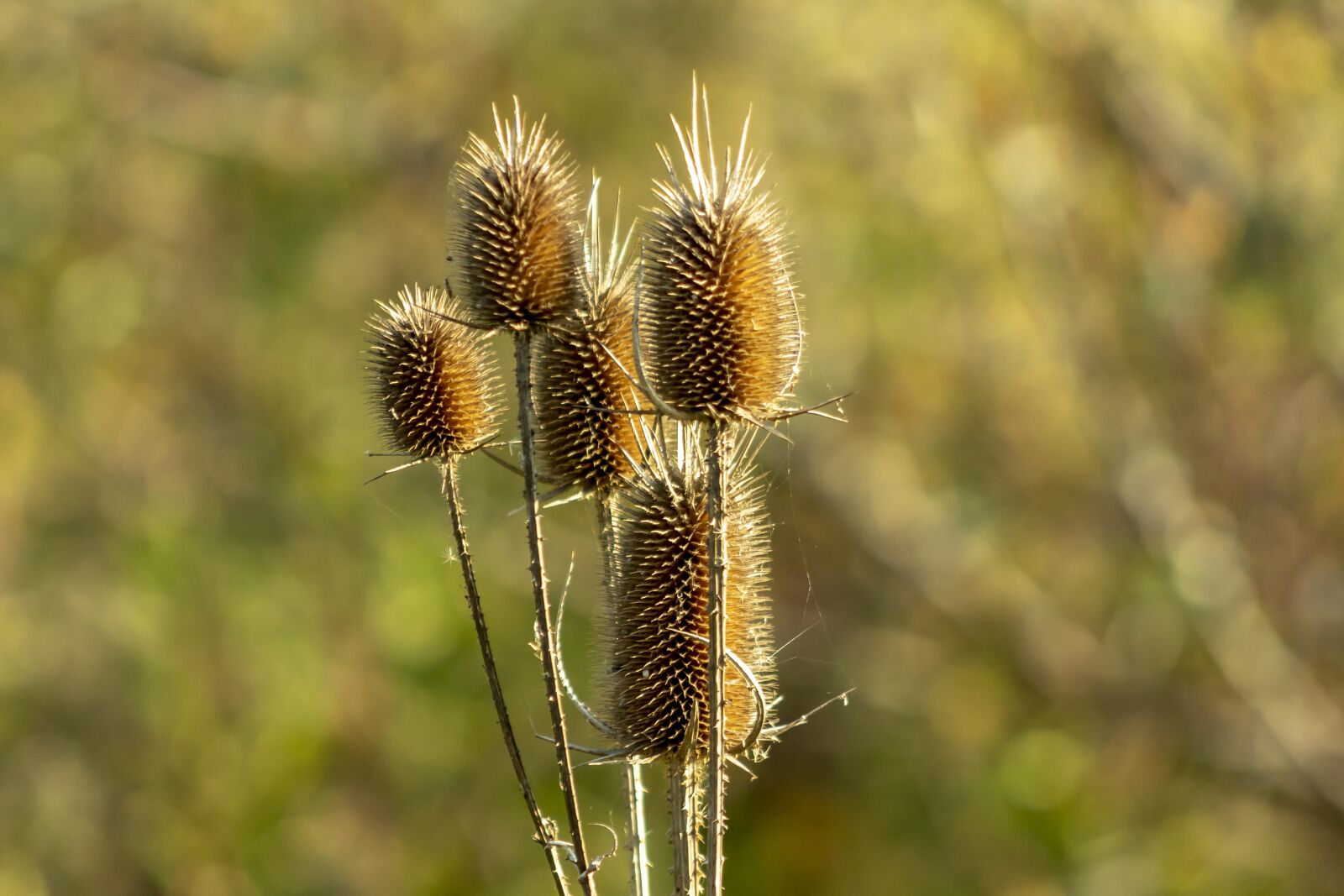 Canon EF75-300mm f/4-5.6 sample photo. Wildflower, stalk, szam rk photography