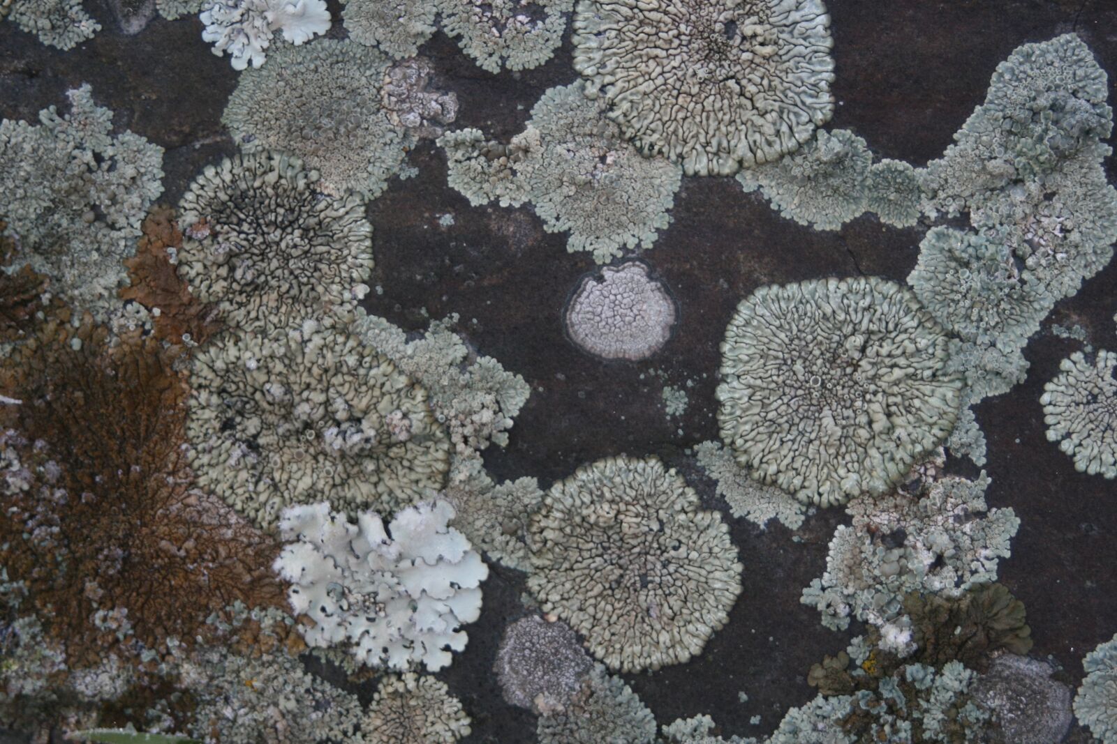 Canon EOS 400D (EOS Digital Rebel XTi / EOS Kiss Digital X) sample photo. Texture, lichens, slate photography