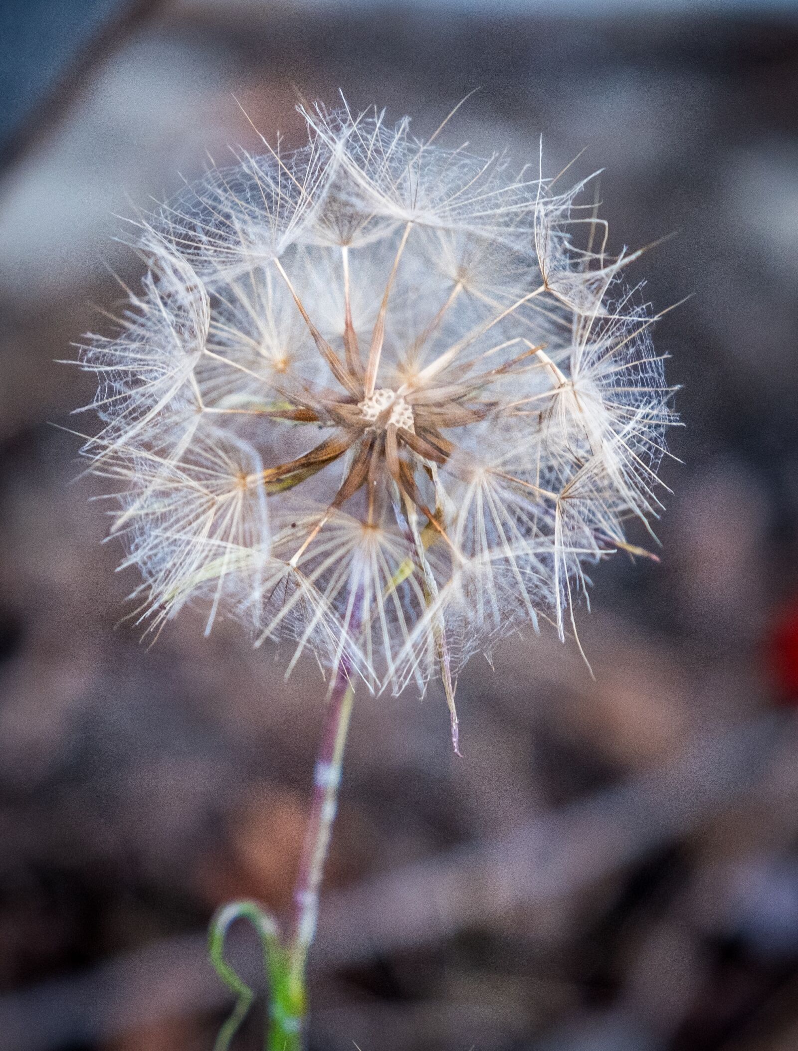Fujifilm X-T2 sample photo. Dandelion, withered, nature photography