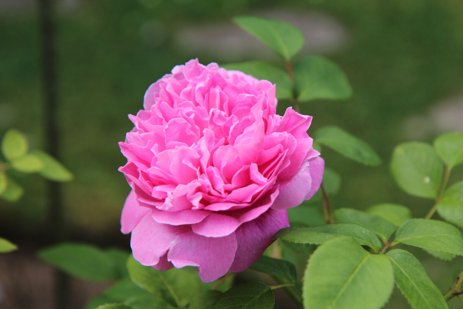 Canon EOS 600D (Rebel EOS T3i / EOS Kiss X5) sample photo. Pink, rosebush, english rose photography