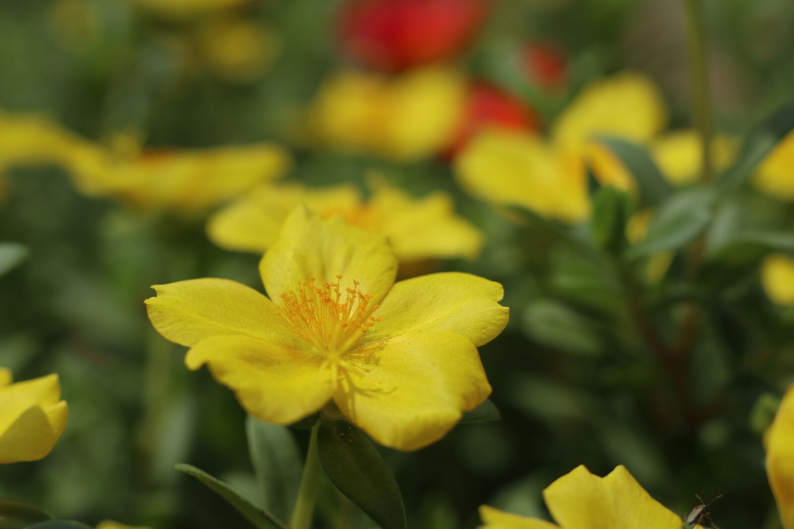 Canon EF-M 18-150mm F3.5-6.3 IS STM sample photo. Flower, one, yellow photography