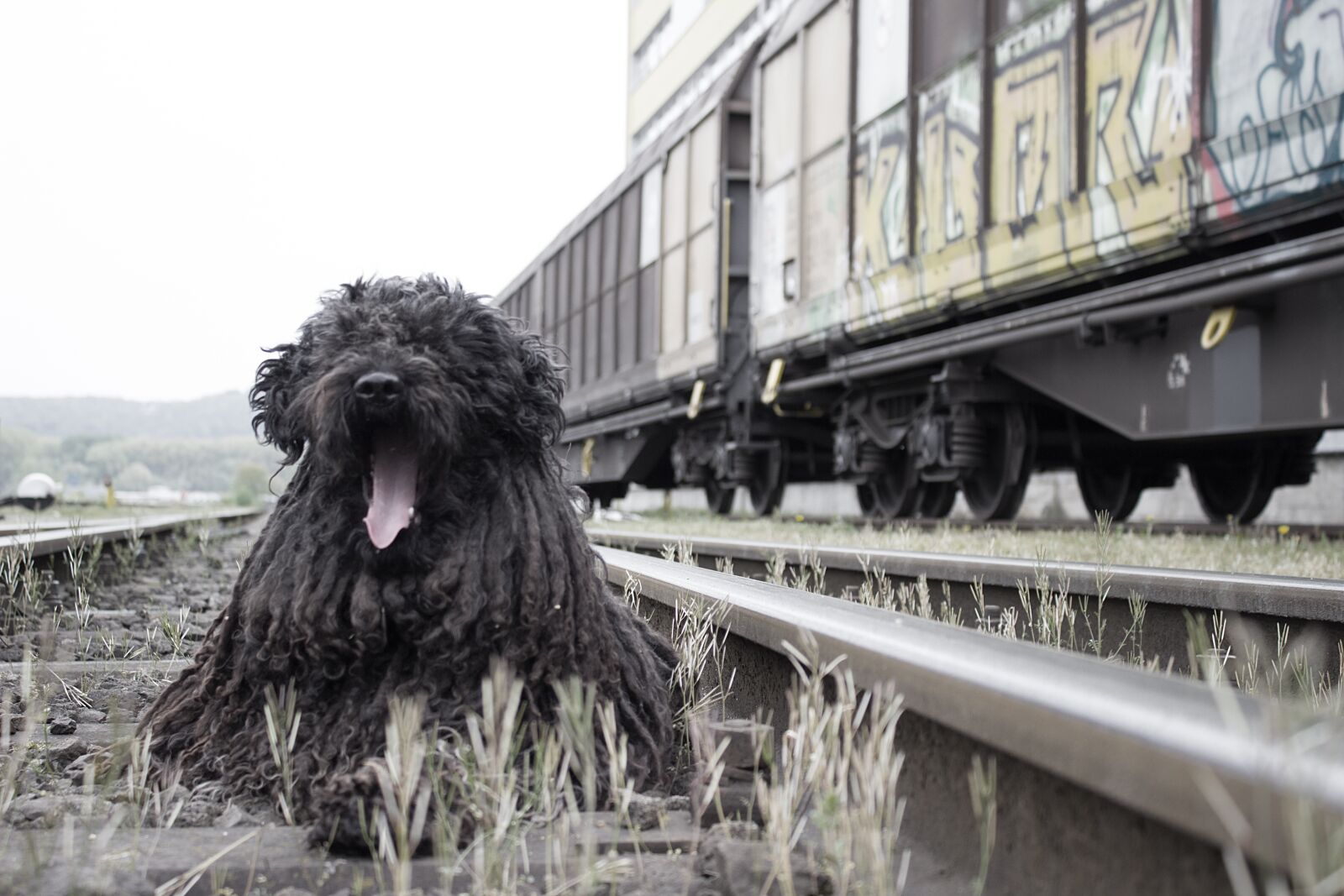 Canon EOS 600D (Rebel EOS T3i / EOS Kiss X5) sample photo. Dog, animal, portrait photography