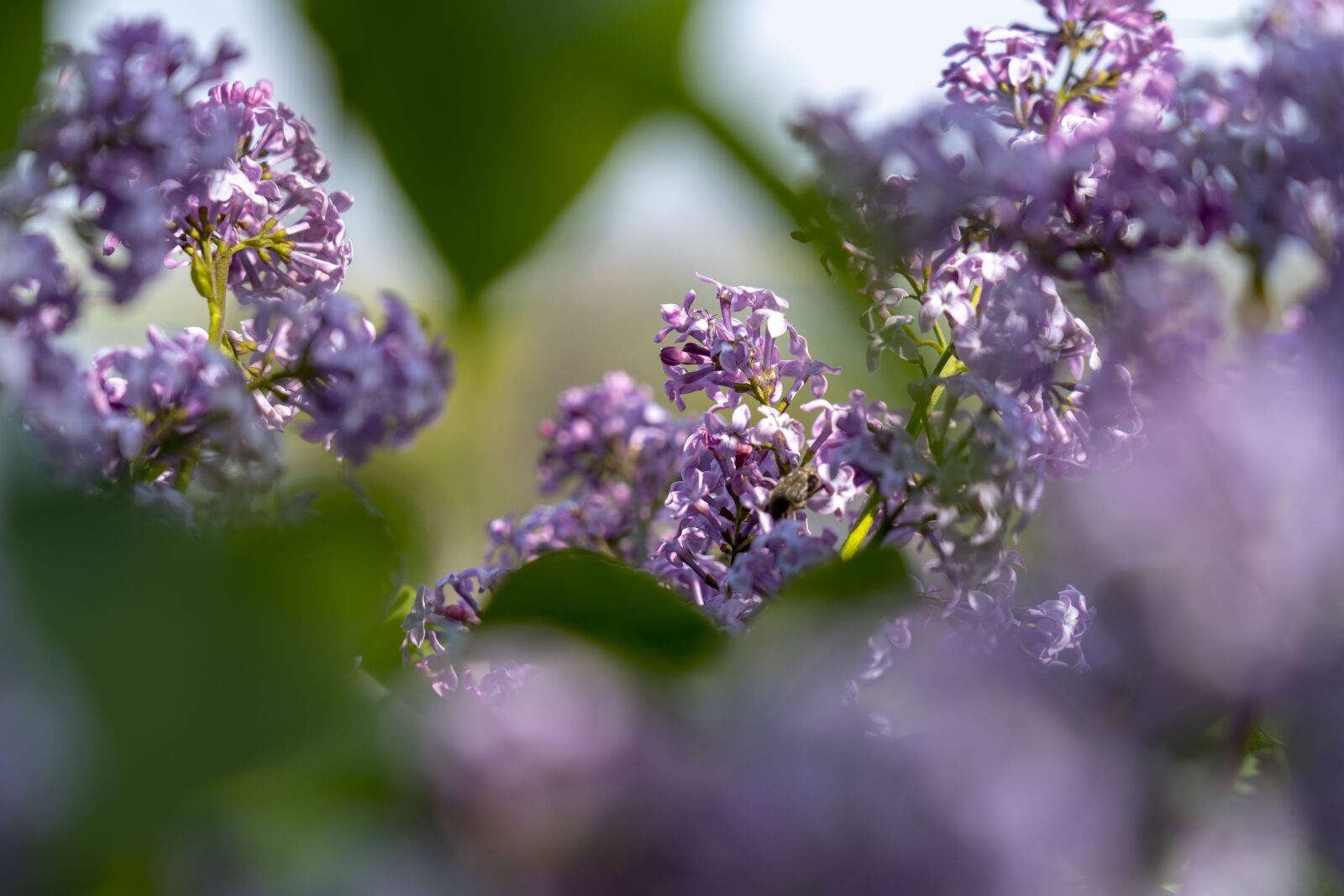 Sony FE 24-105mm F4 G OSS sample photo. Lilac, flower, spring photography