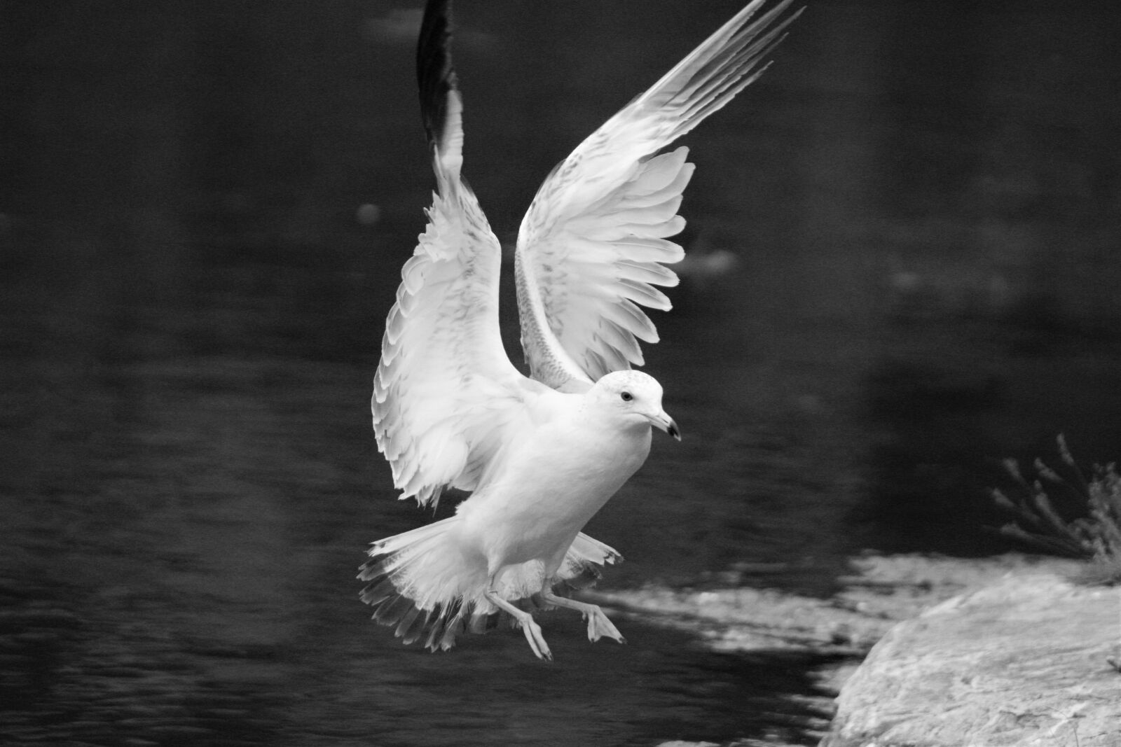 Canon EOS 1200D (EOS Rebel T5 / EOS Kiss X70 / EOS Hi) sample photo. Birds, bird wings, nature photography