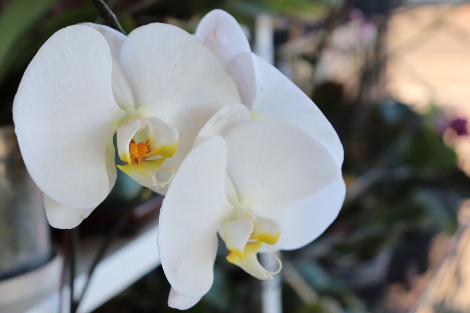 Canon EOS 200D (EOS Rebel SL2 / EOS Kiss X9) sample photo. Nature, fleure, beauty photography