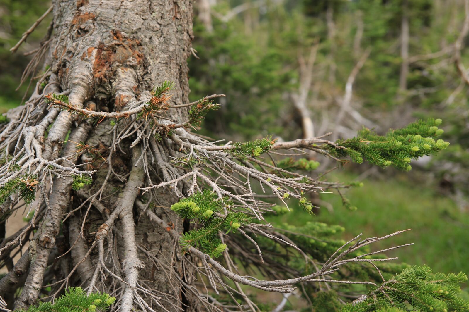 Canon EOS 7D Mark II sample photo. Tree stump, nature, tree photography