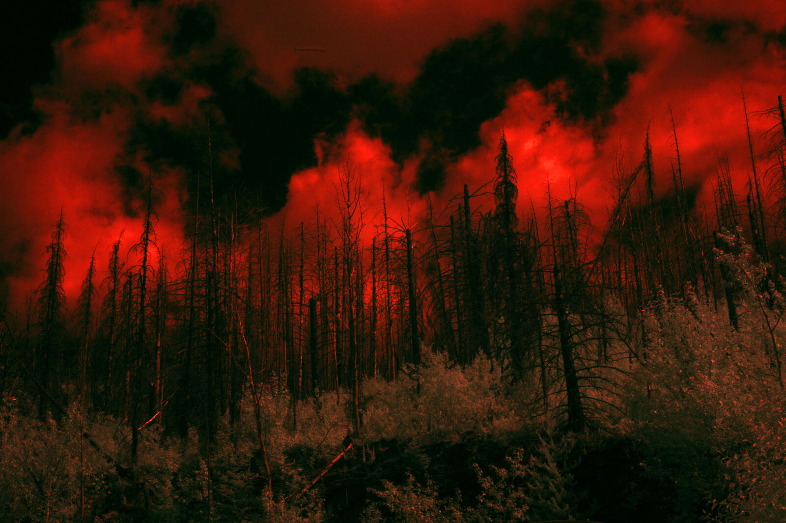 Nikon D70s sample photo. Fallen, trees, fire, forest photography