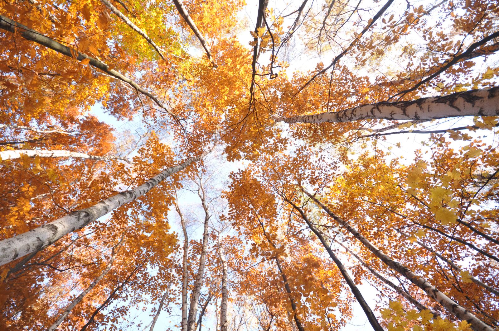 Nikon D90 sample photo. Autumn, tree, yellow photography