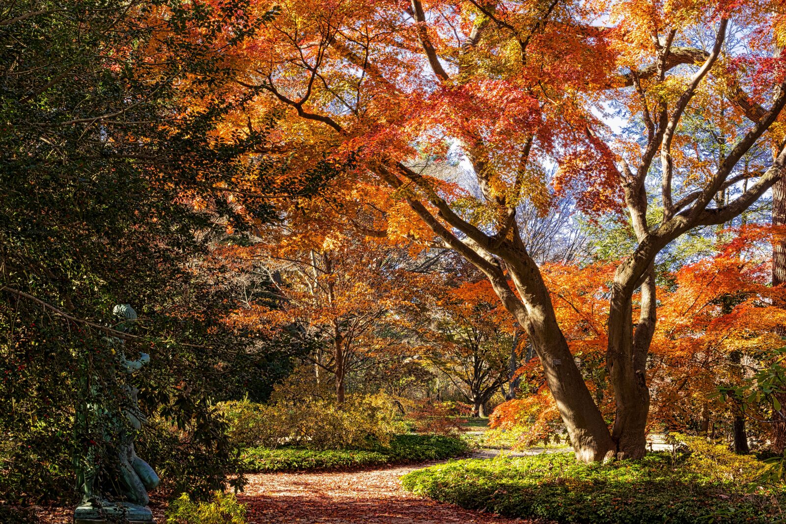 Nikon D750 sample photo. Fall, tree, leaf photography