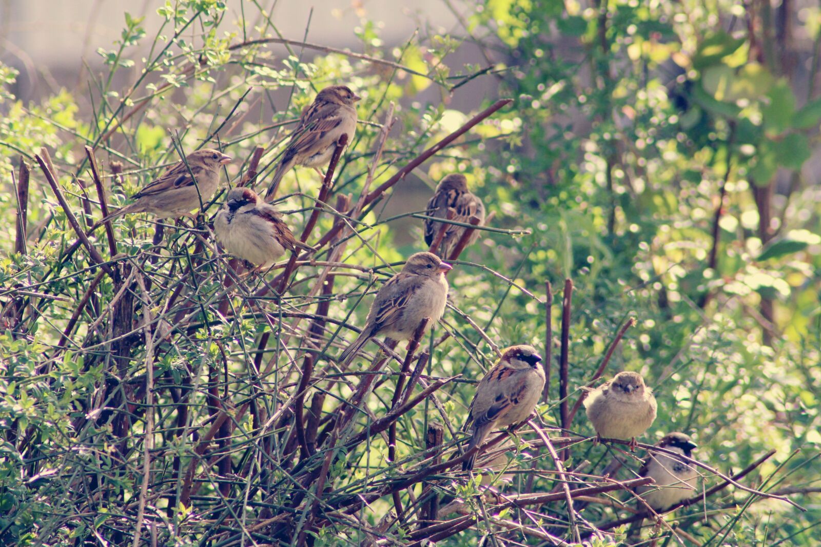 Canon EOS 2000D (EOS Rebel T7 / EOS Kiss X90 / EOS 1500D) sample photo. Sparrows, birds, bird photography