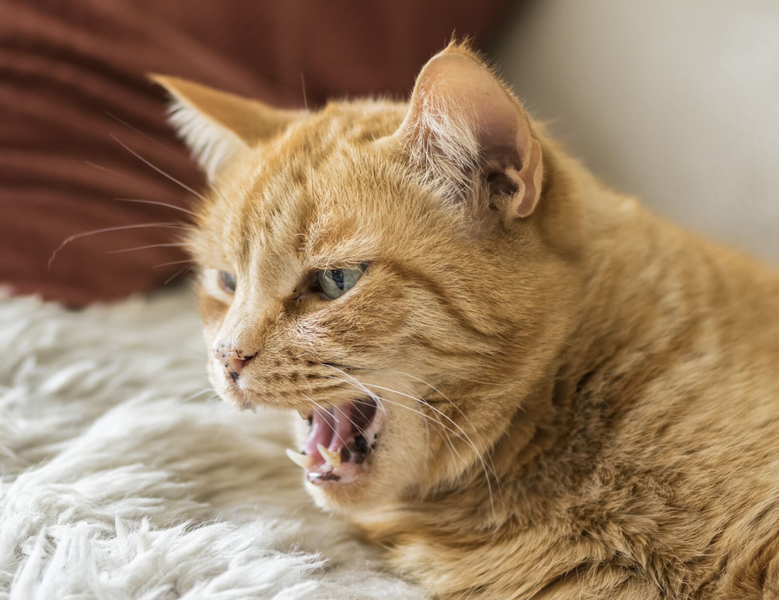 Nikon D5300 sample photo. Cat, animal, cute photography