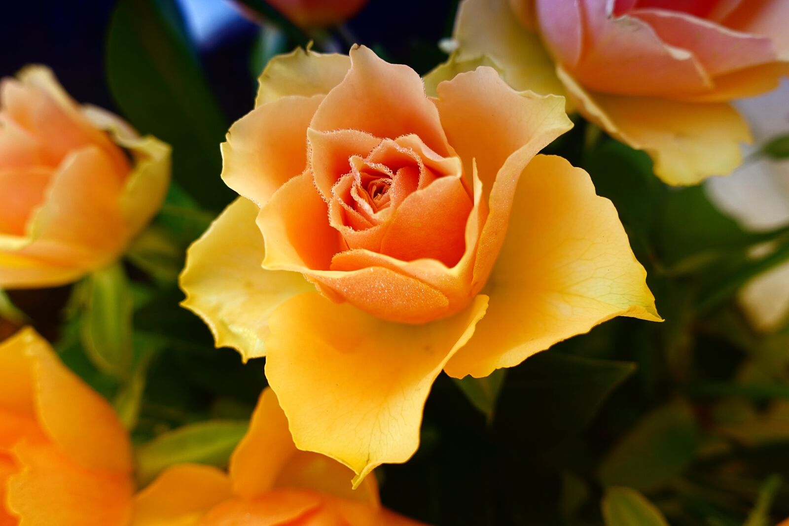 Sony DSC-RX100M5 sample photo. Rose, plant, flower photography