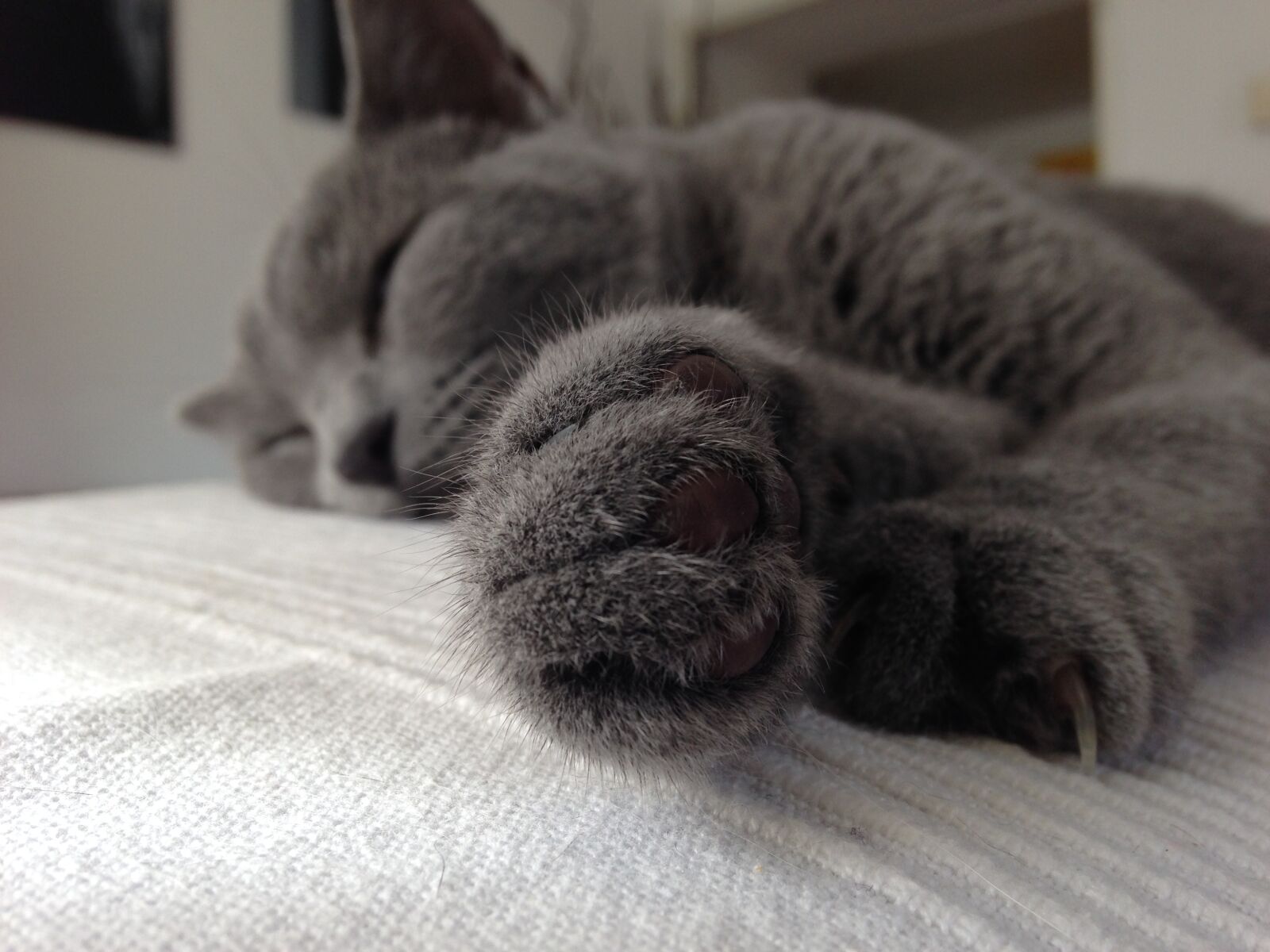 iPhone 5 back camera 4.12mm f/2.4 sample photo. Happiness, tranquility, cat photography