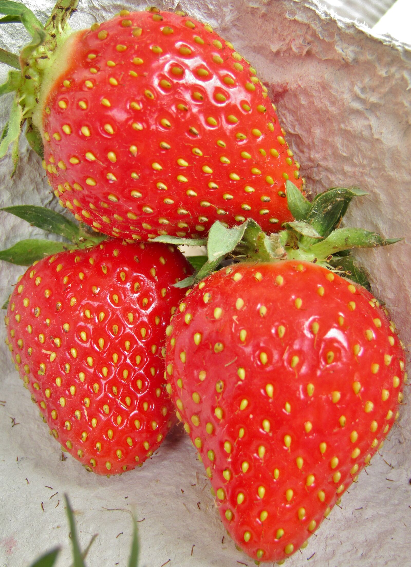 Canon POWERSHOT SX432 IS sample photo. Strawberries, fruit, food photography