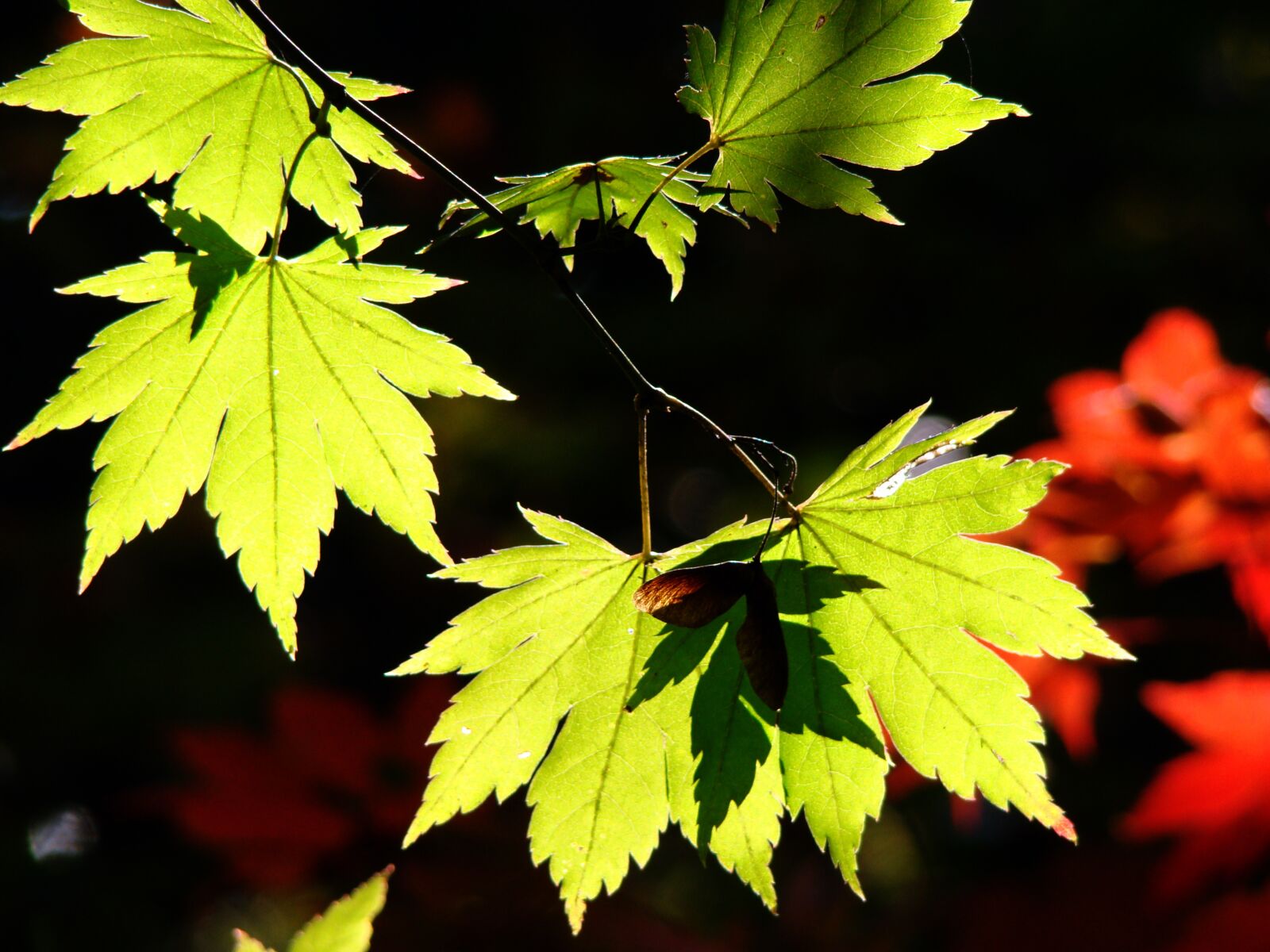 Sony Cyber-shot DSC-H50 sample photo. Autumn, autumn leaves, nature photography