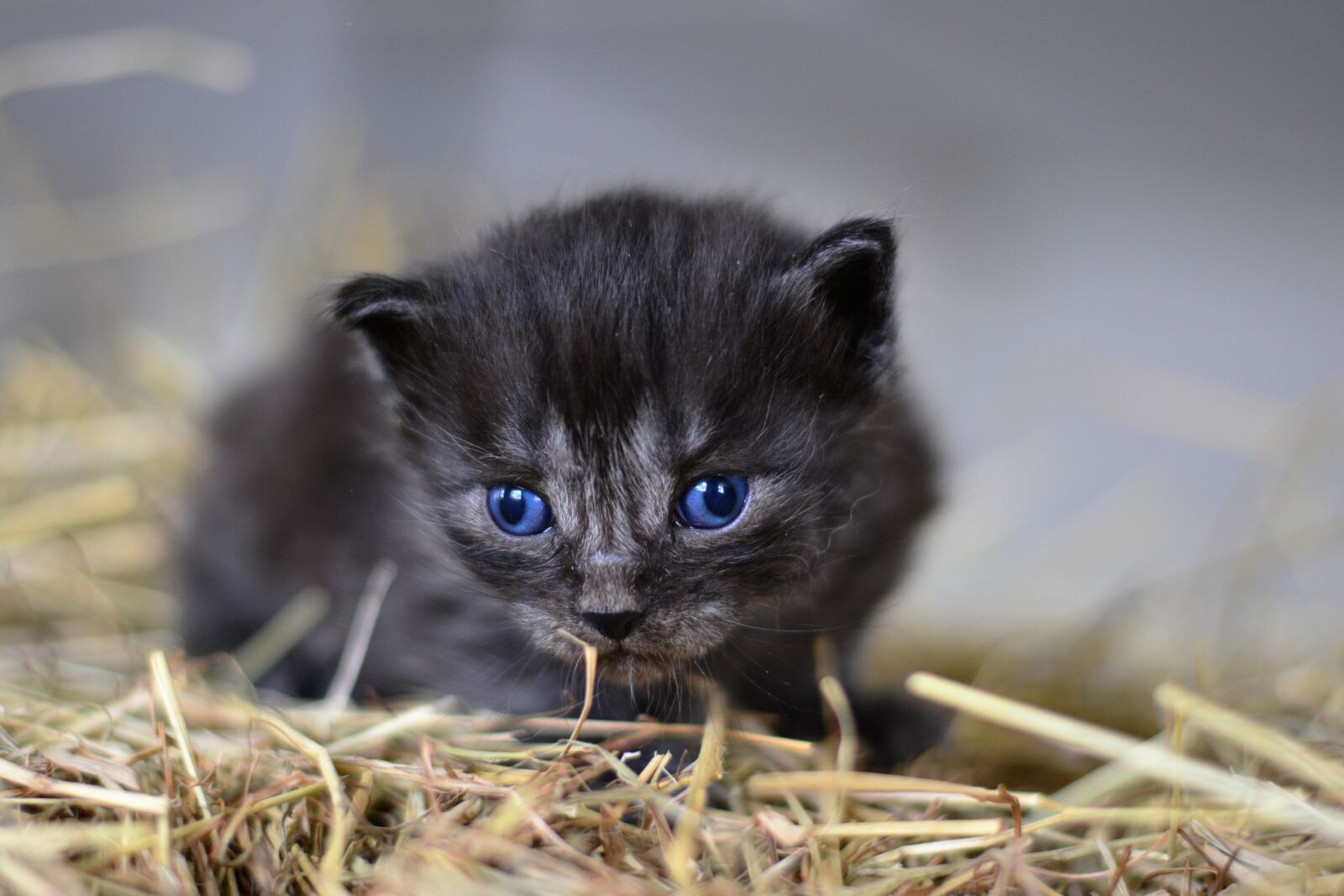 Nikon D5200 sample photo. Cat, young animal, kitten photography