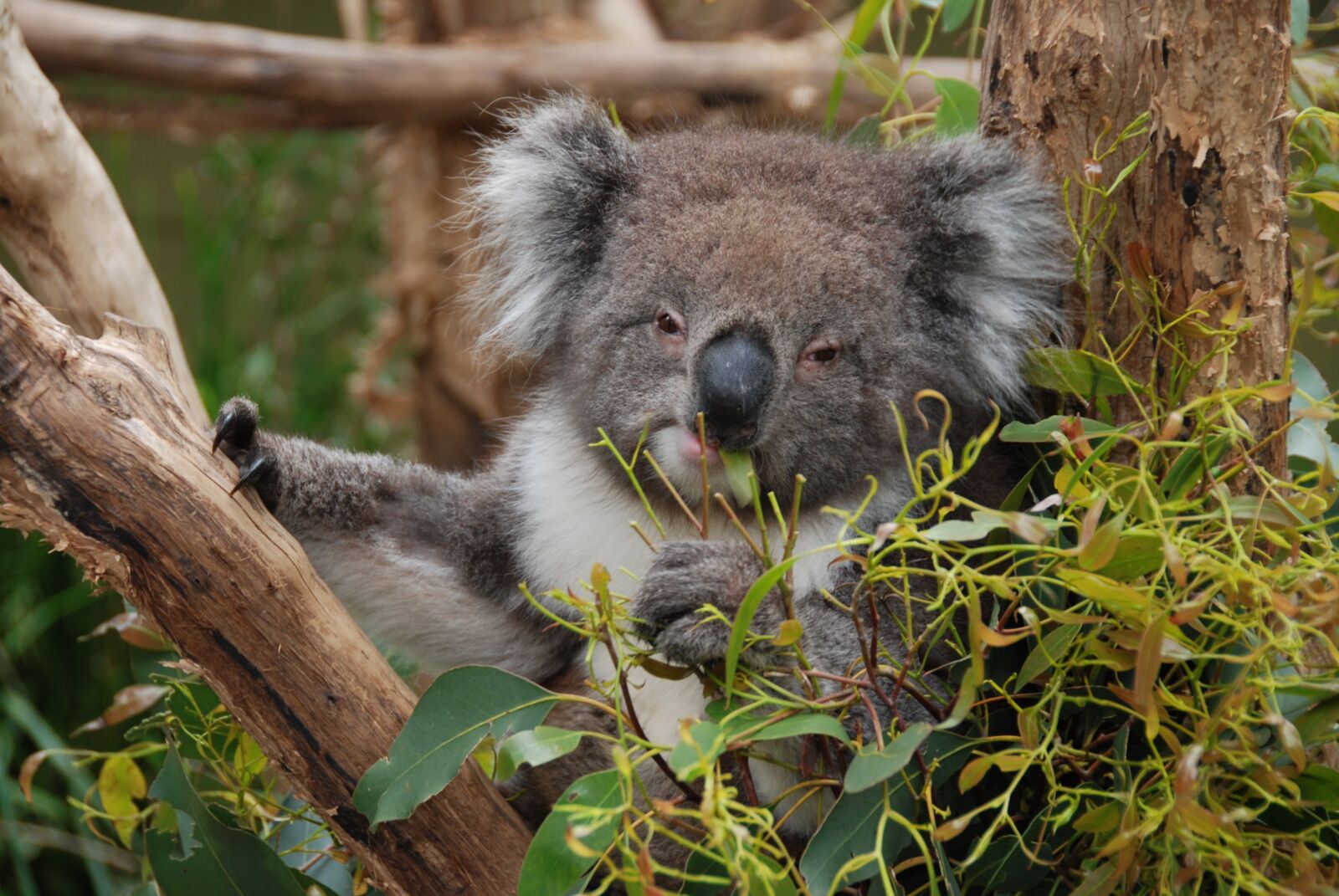 Nikon D80 sample photo. Australia, koala, koala bear photography