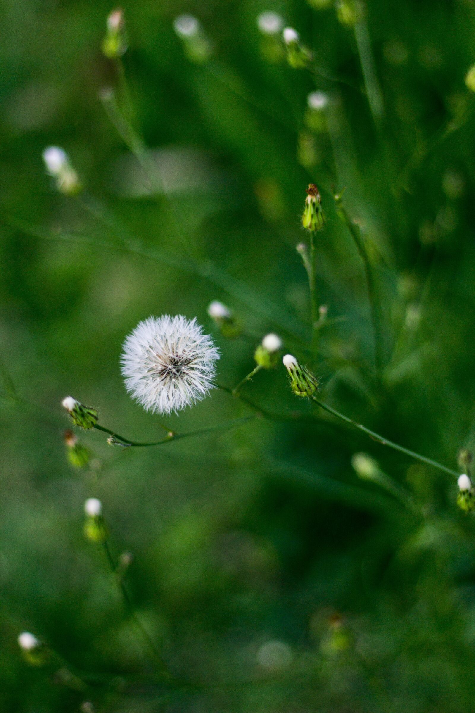 Canon EF 50mm F1.8 STM sample photo. Plant, green, nature photography