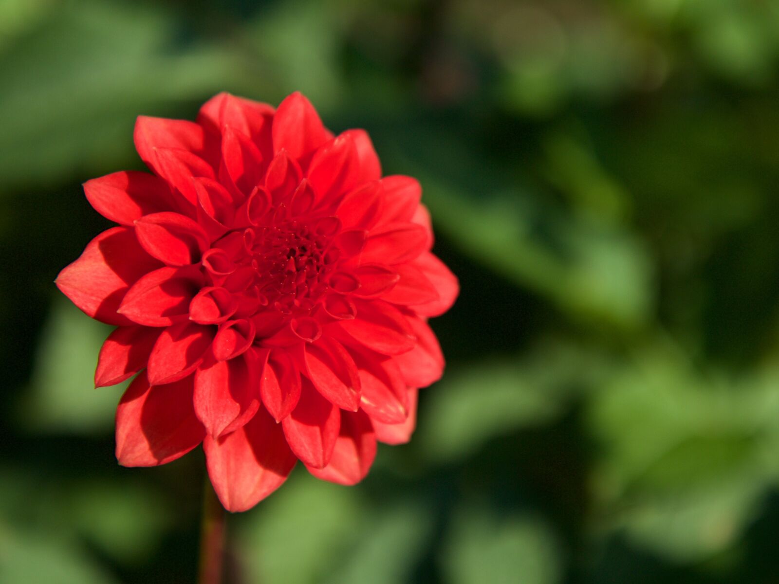 Canon EOS 70D sample photo. Nature, plant, flower photography