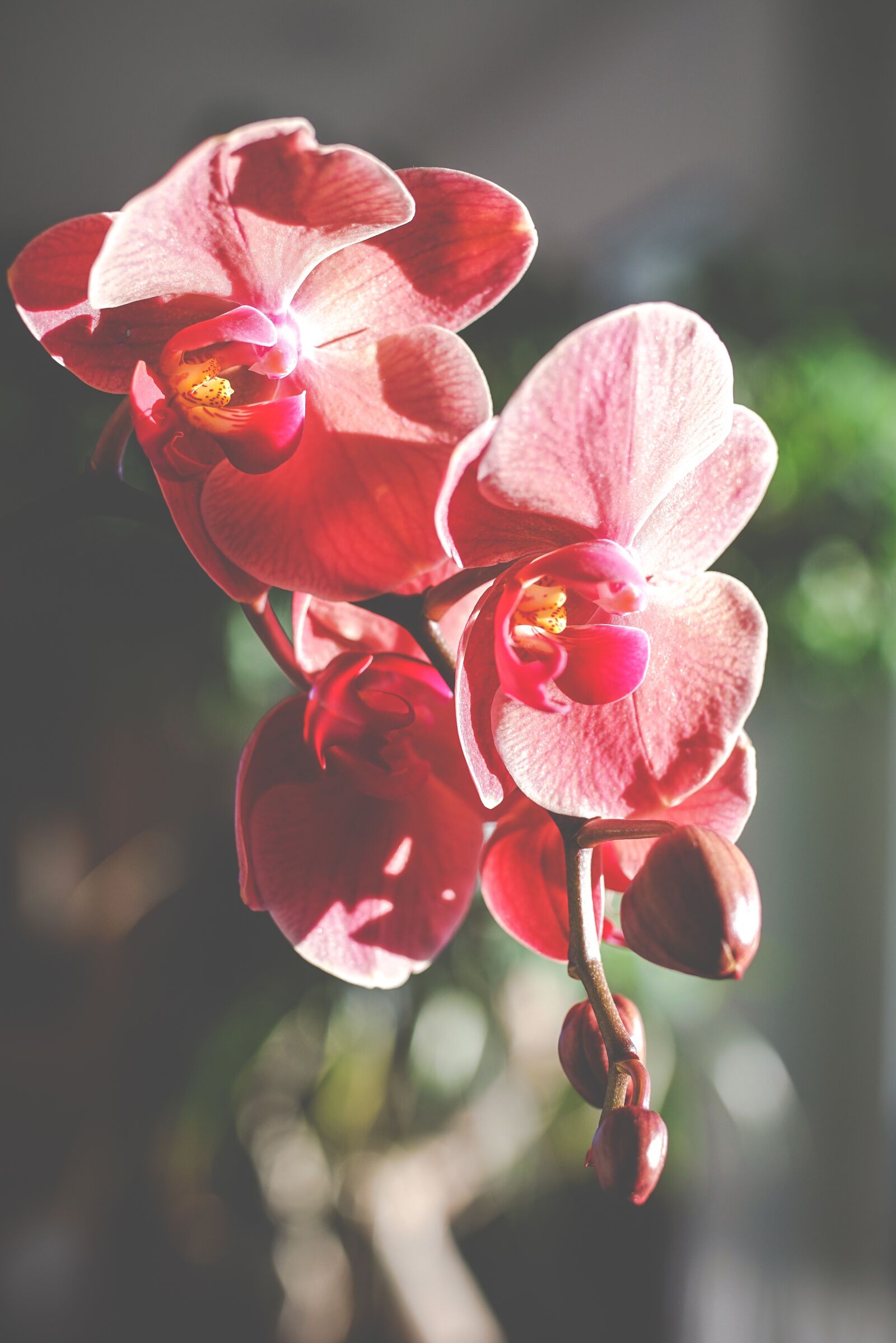Sony ILCA-77M2 sample photo. Orchids, flowers, orchid flower photography