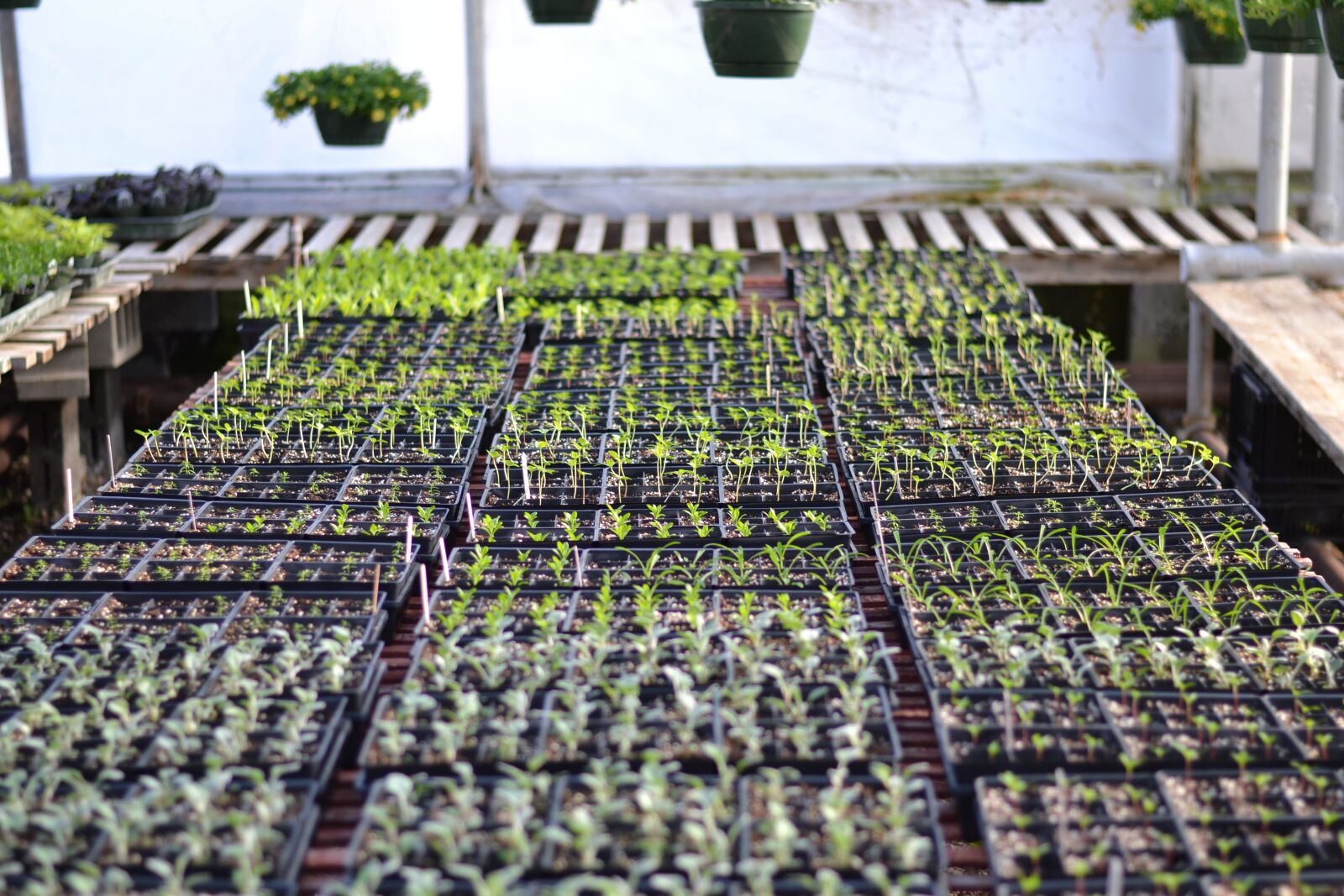 Nikon D3100 sample photo. Sprouts, seedling, growth photography