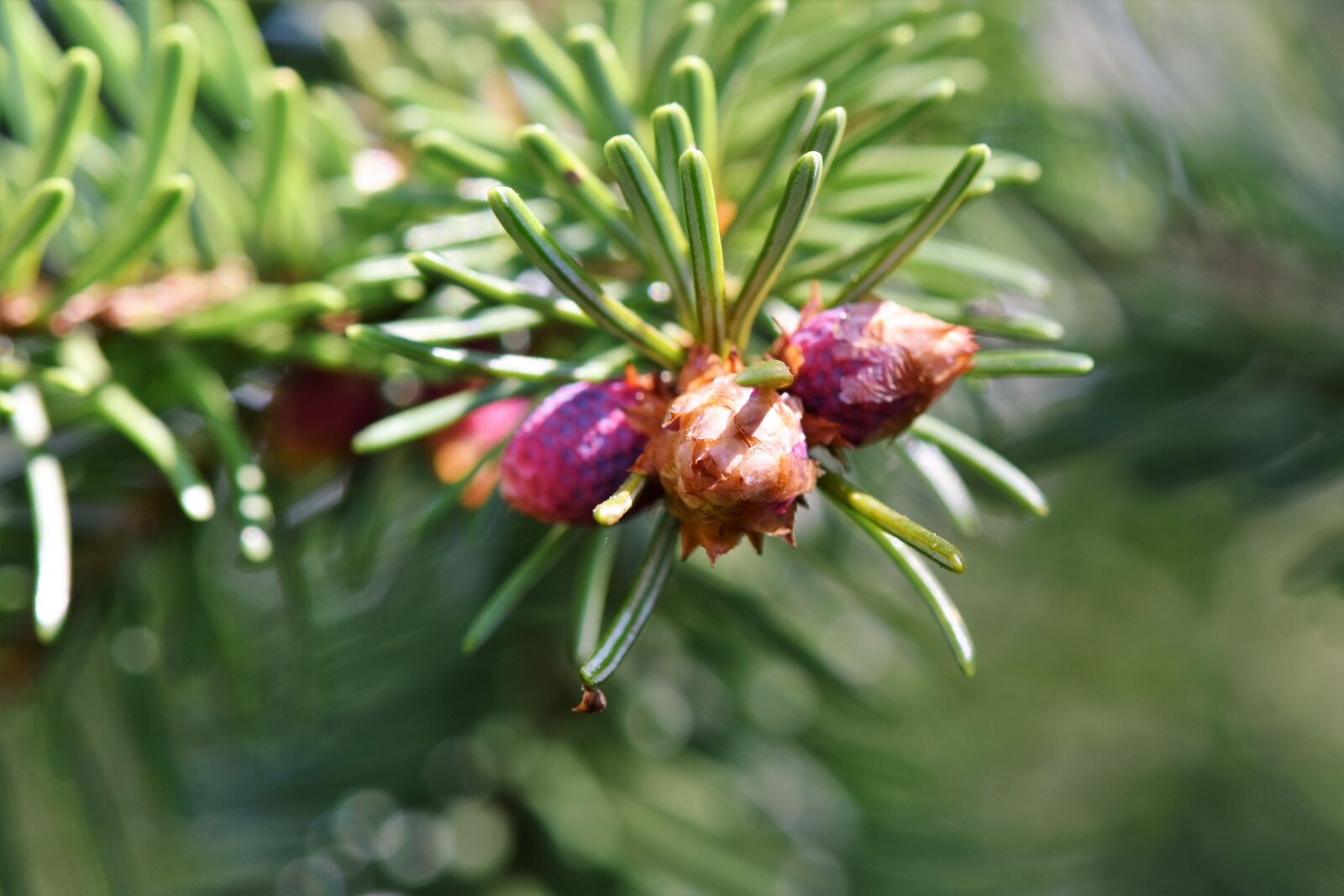 Nikon D7200 sample photo. Pine branch, engine, needles photography