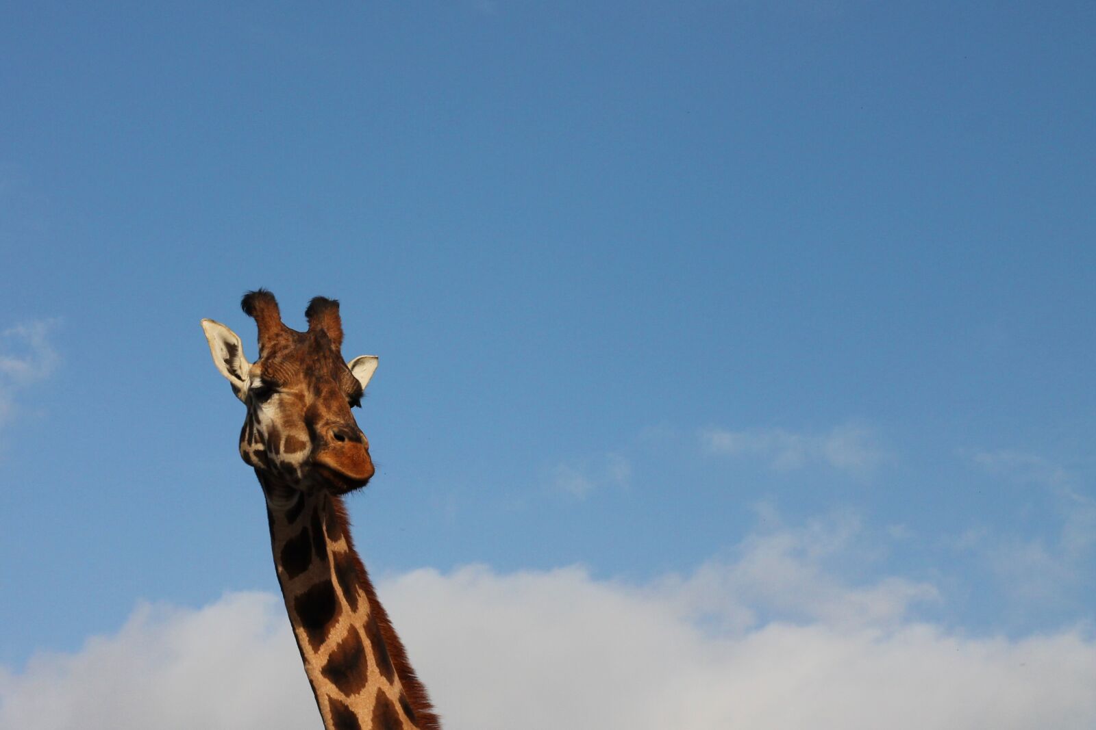 Canon EOS 1100D (EOS Rebel T3 / EOS Kiss X50) + Canon EF 50mm F1.8 II sample photo. Giraffe, sky, animal photography