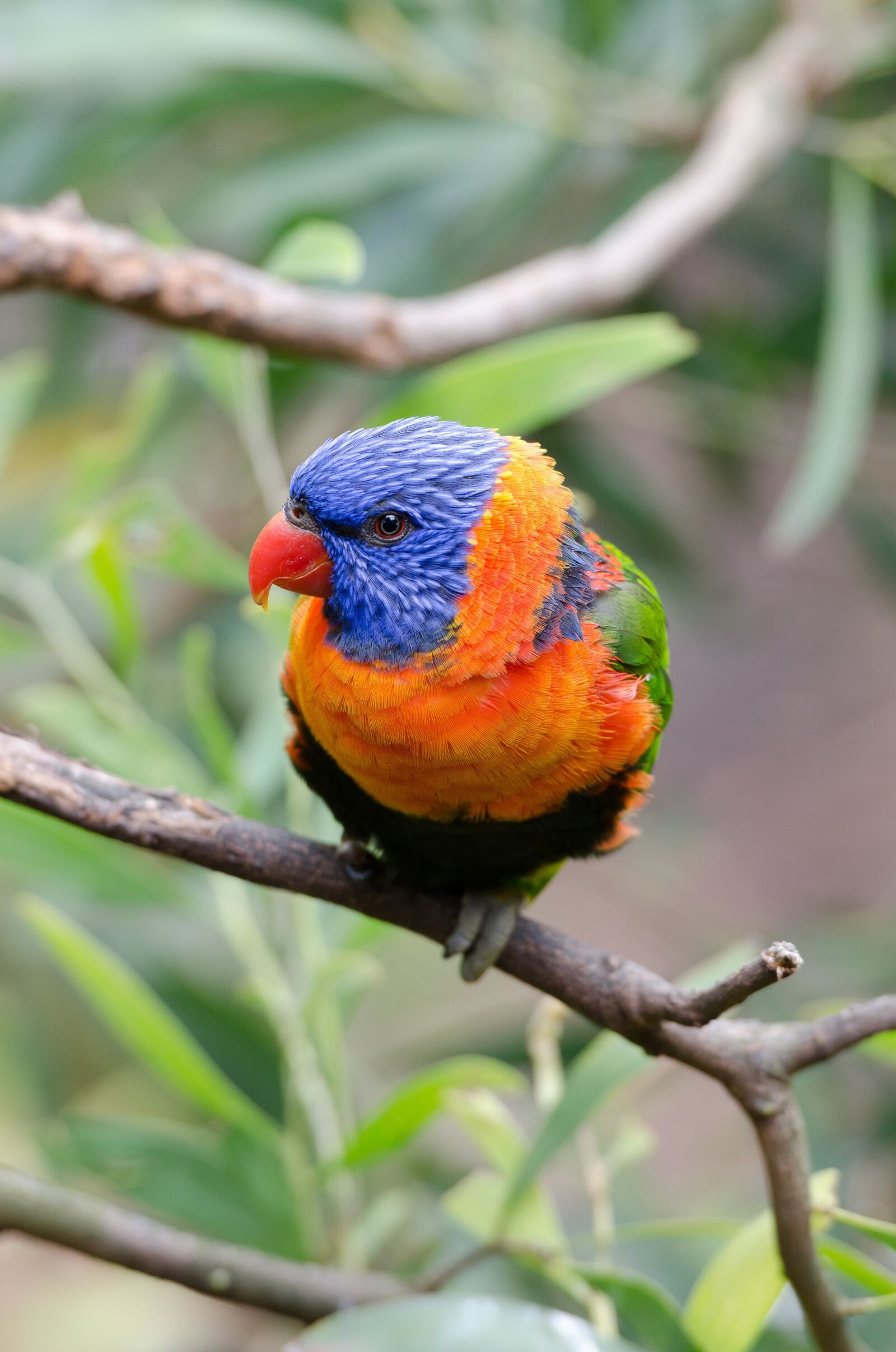 Nikon D7000 sample photo. Rainbow, lorikeet, parrot photography
