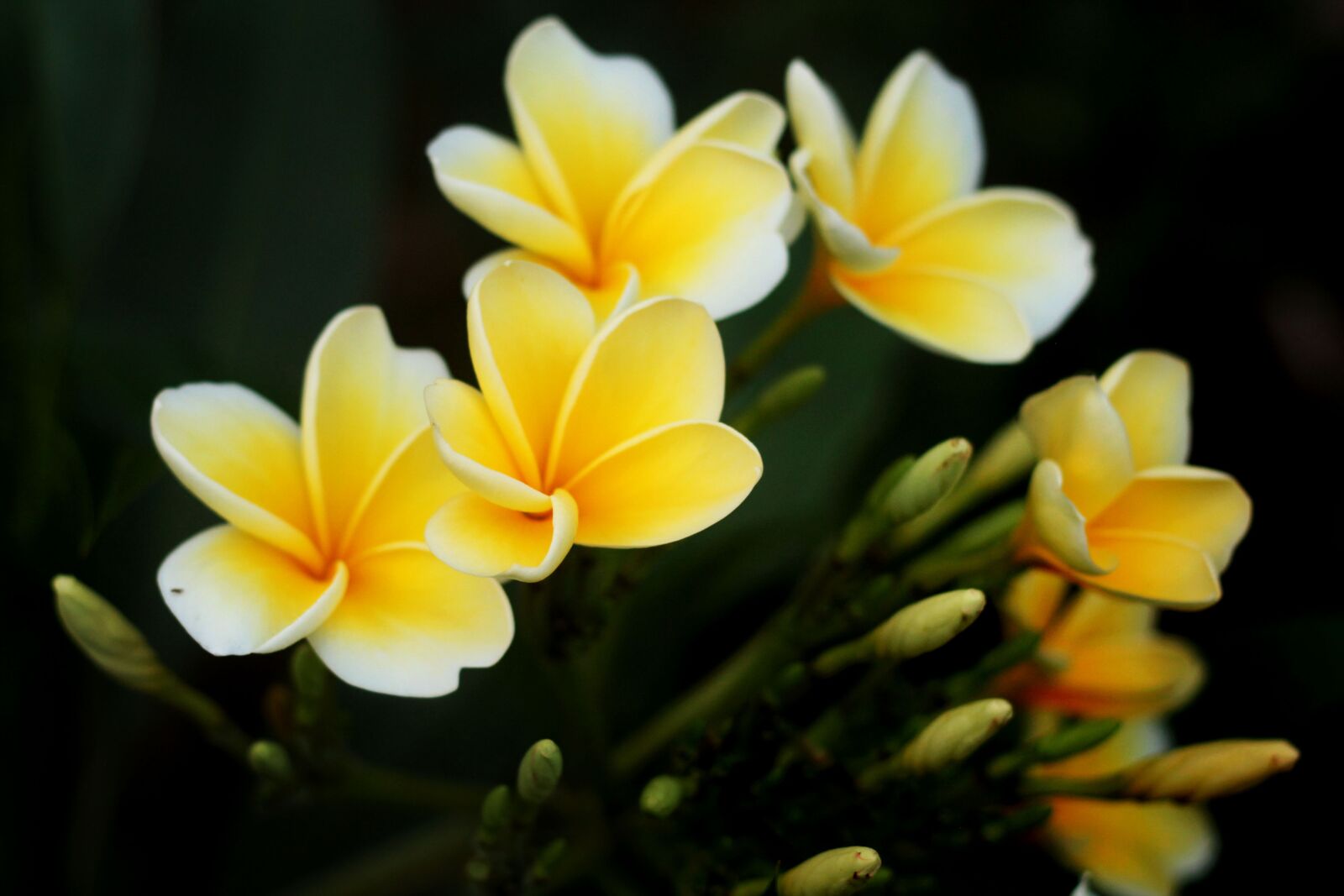 Canon EOS 60D + Canon EF 50mm F1.8 II sample photo. Plumeria, cambodia, plant photography