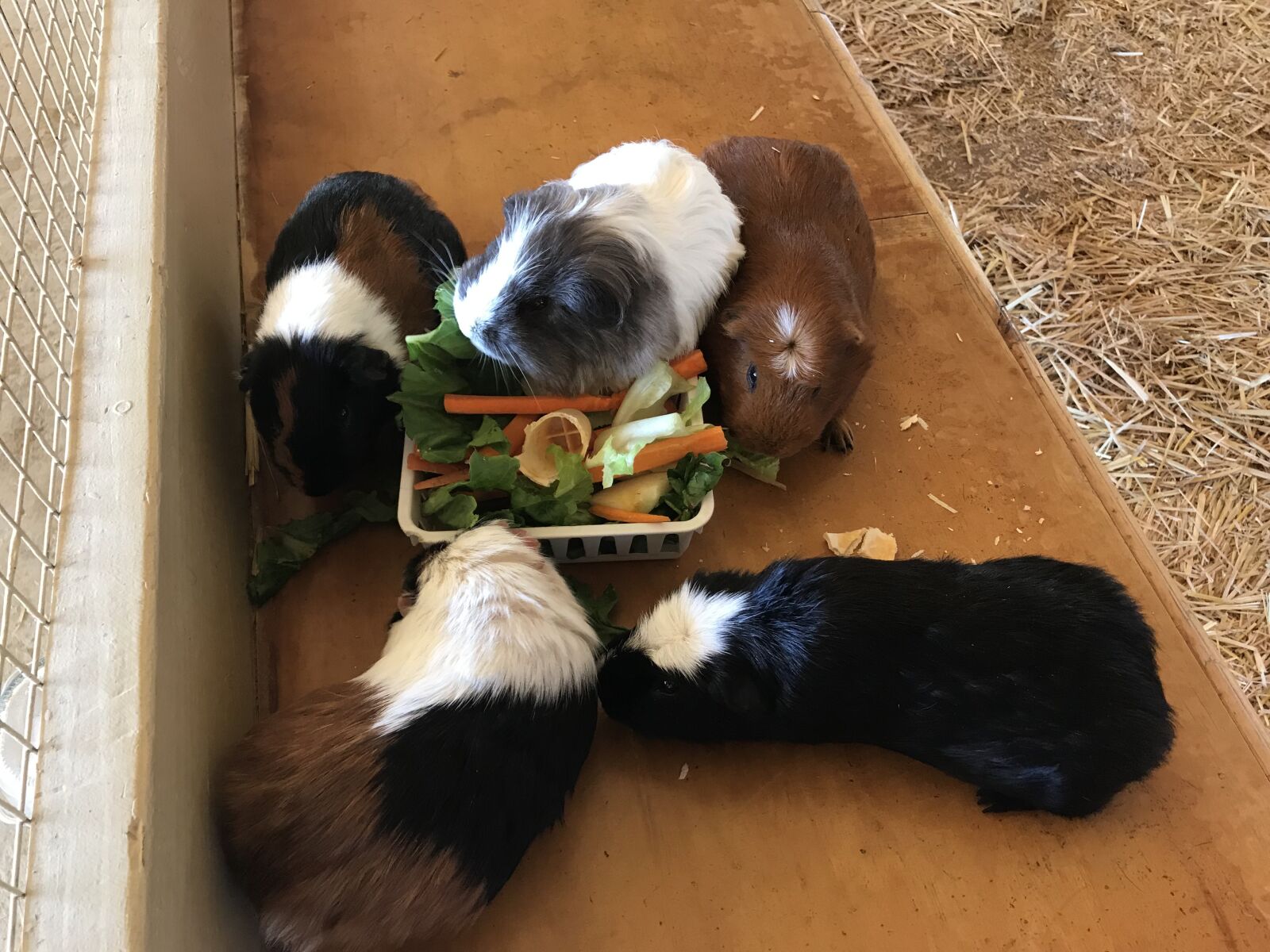 iPhone 7 Plus back dual camera 3.99mm f/1.8 sample photo. Guinea pigs, carrots, pets photography