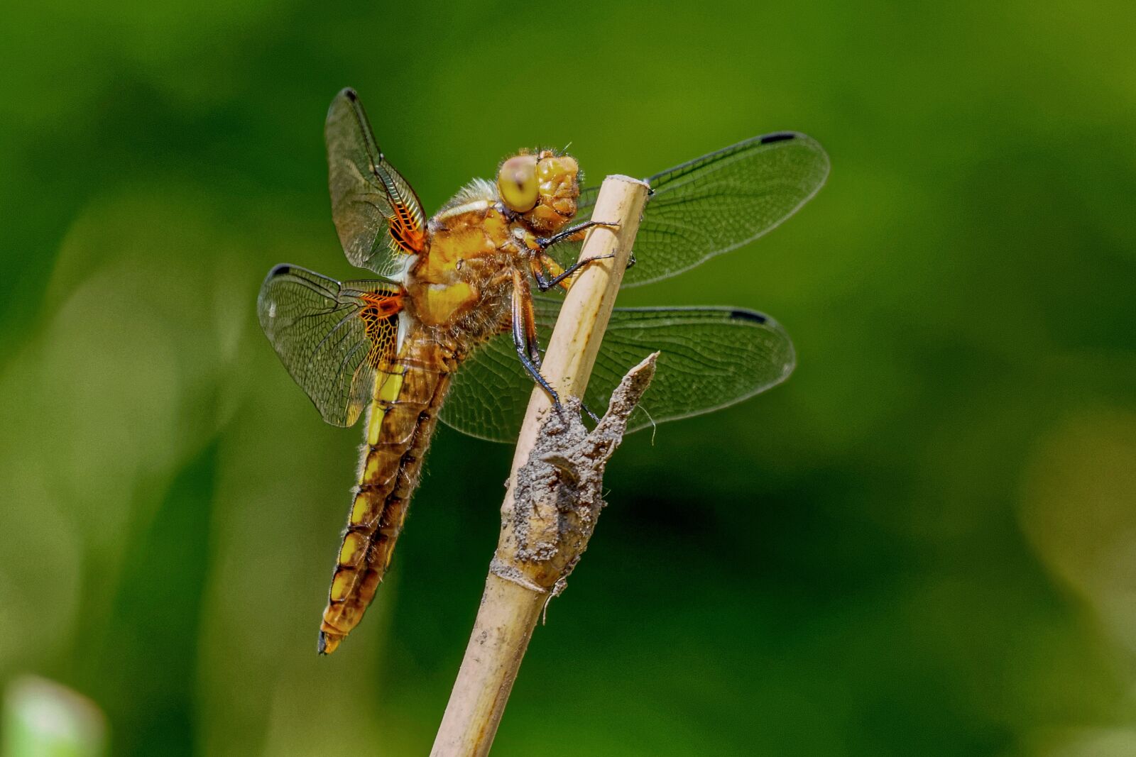 Canon EOS 7D sample photo. Dragonfly, dragonflies, plattbauch photography