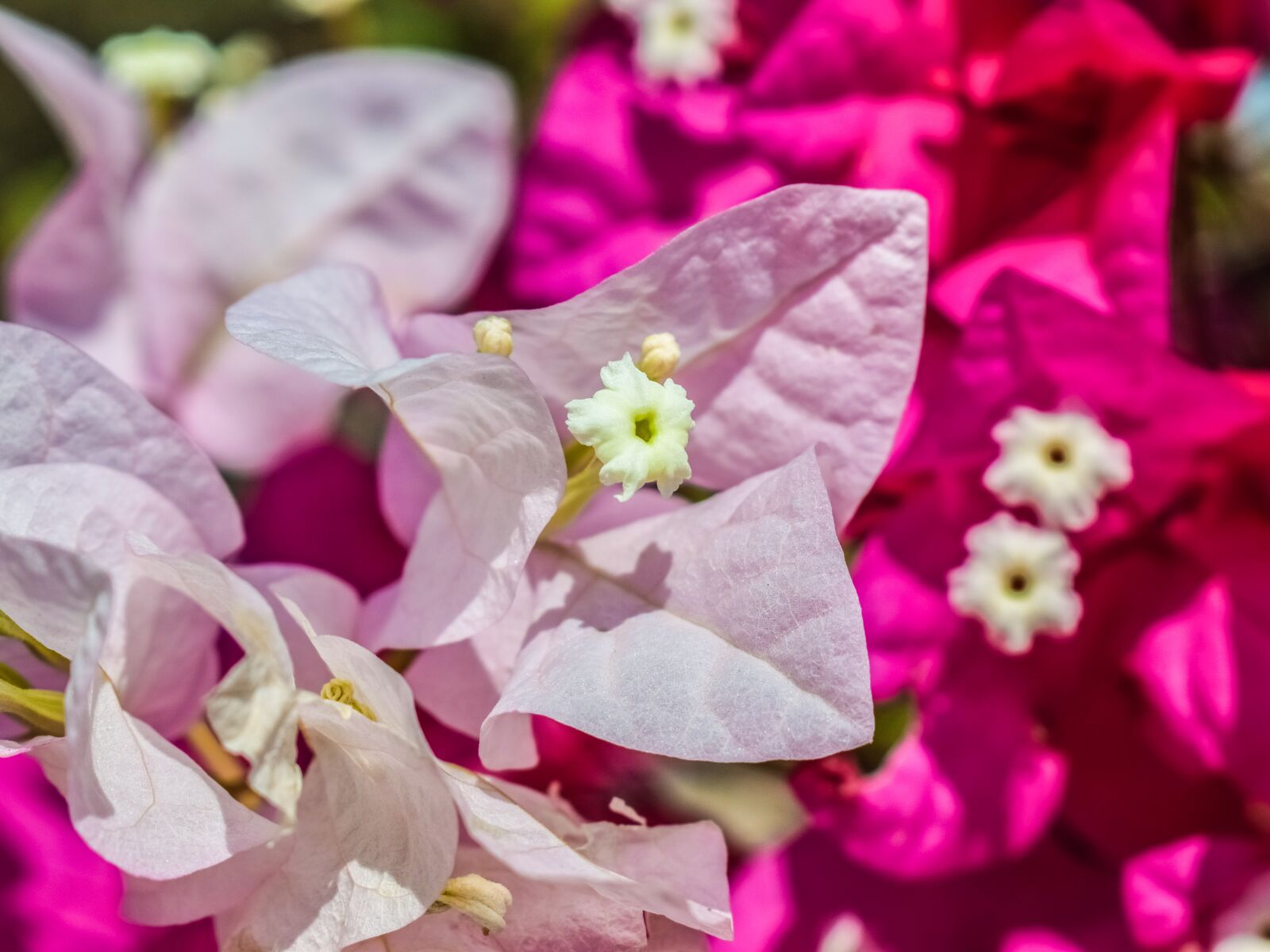 Nikon D3300 sample photo. Flower, white, pink photography