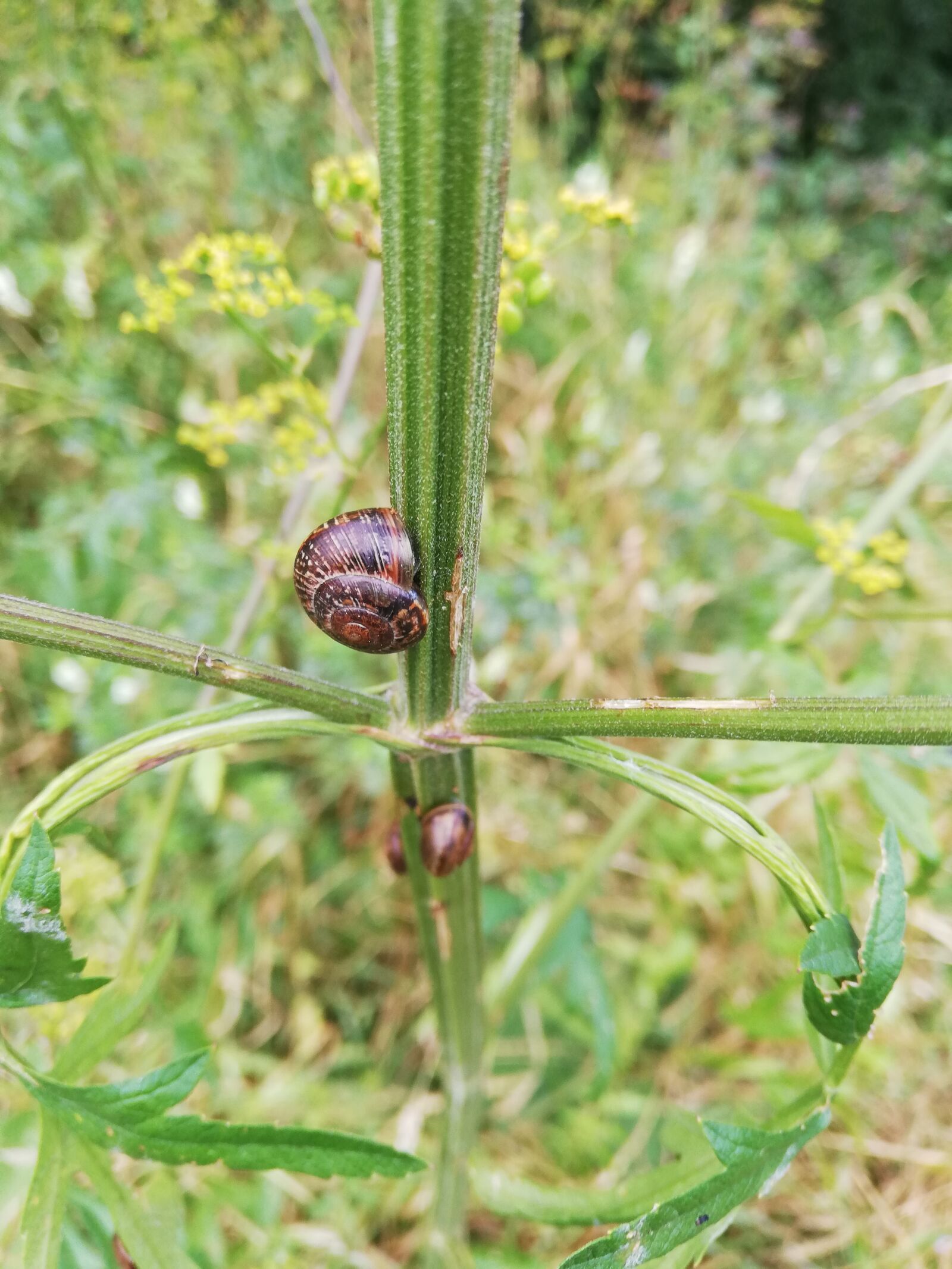 HUAWEI ANE-LX1 sample photo. Snail, plant, day photography