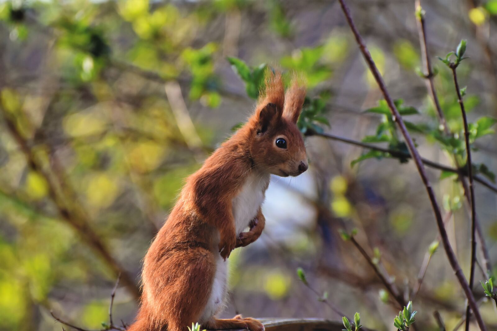 Nikon D7200 sample photo. Squirrel, verifiable kitten, rodent photography