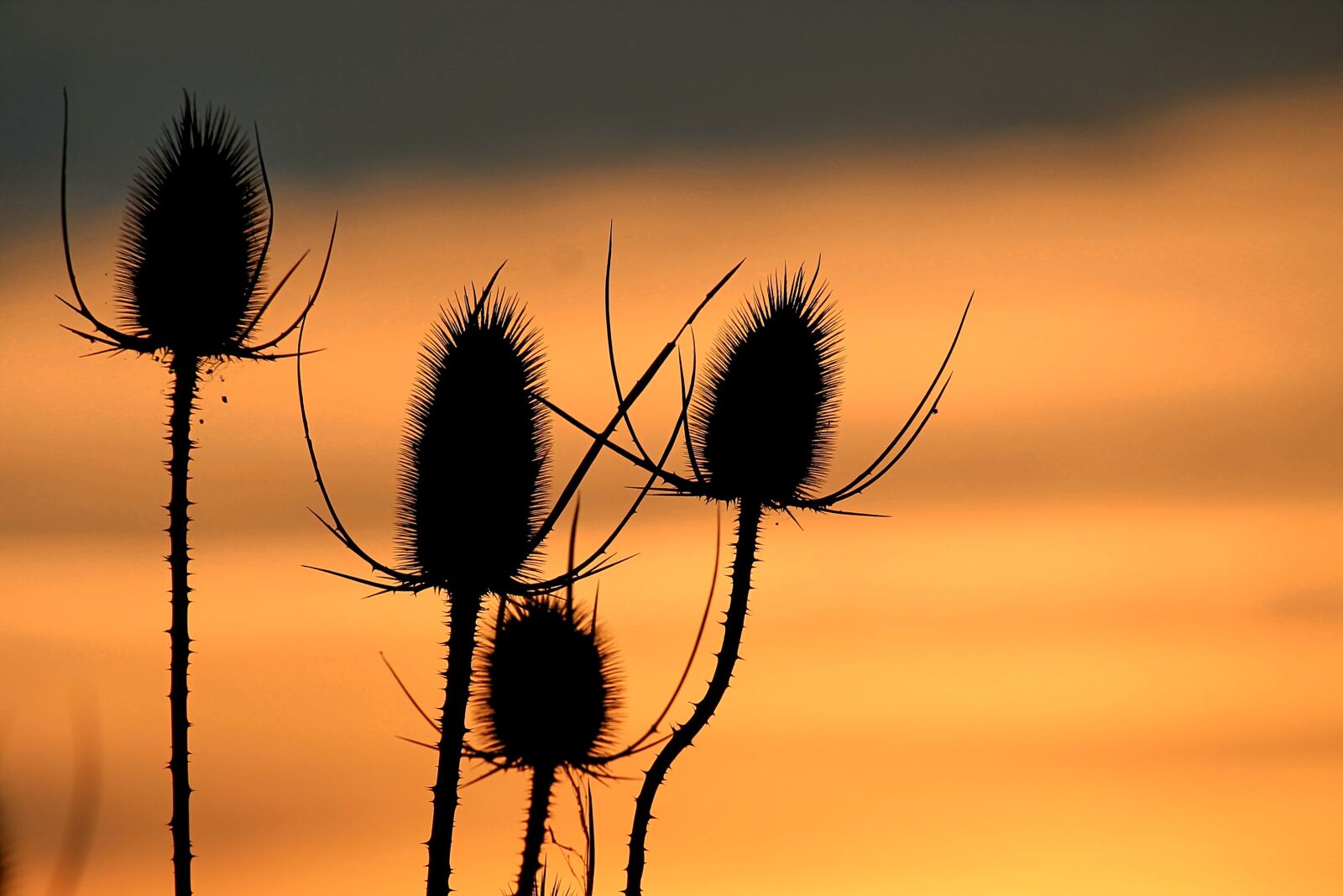 Canon EF-S 55-250mm F4-5.6 IS STM sample photo. Sunset, wild teasel, silhouette photography