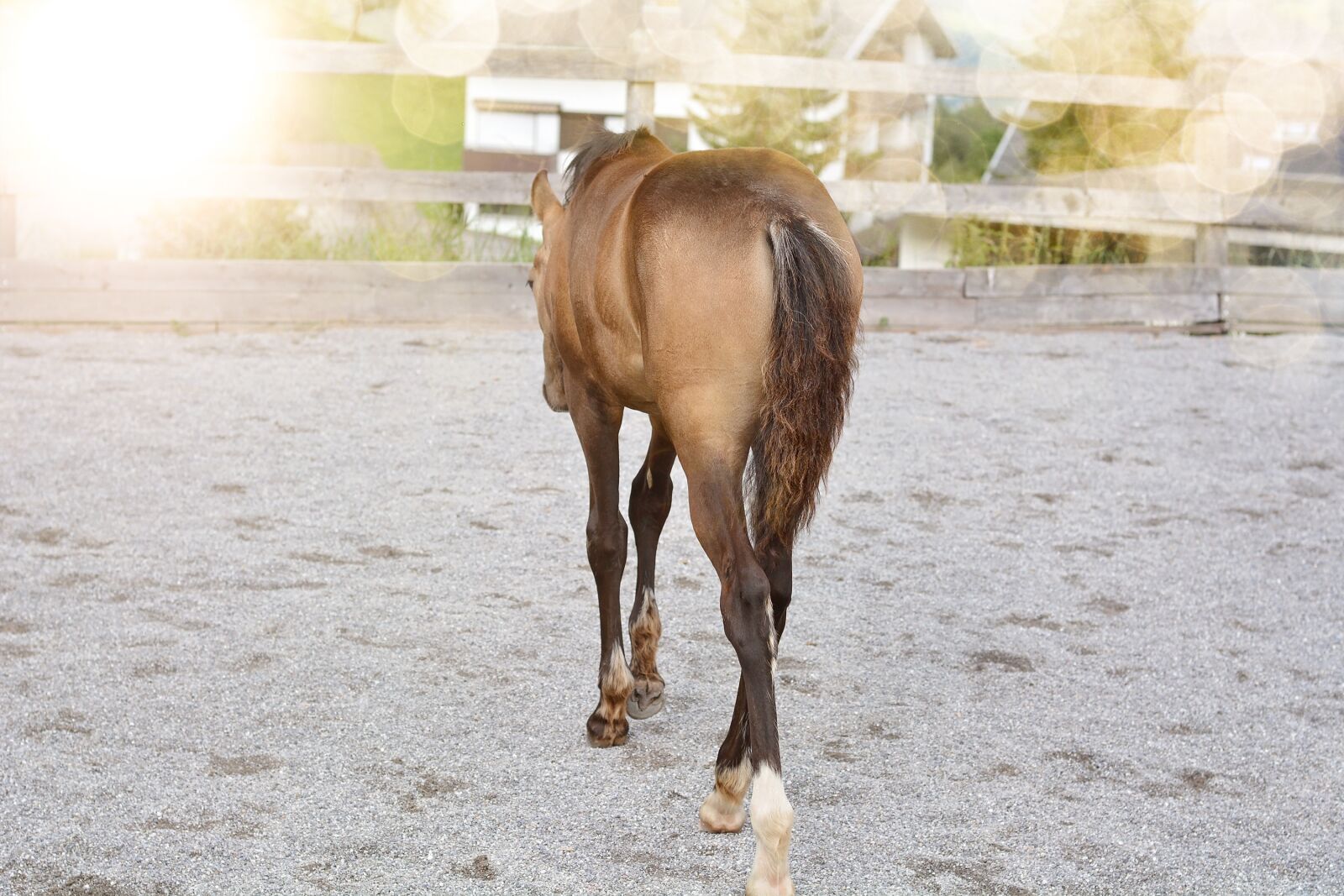 Nikon D7100 sample photo. Foal, horse, young horse photography