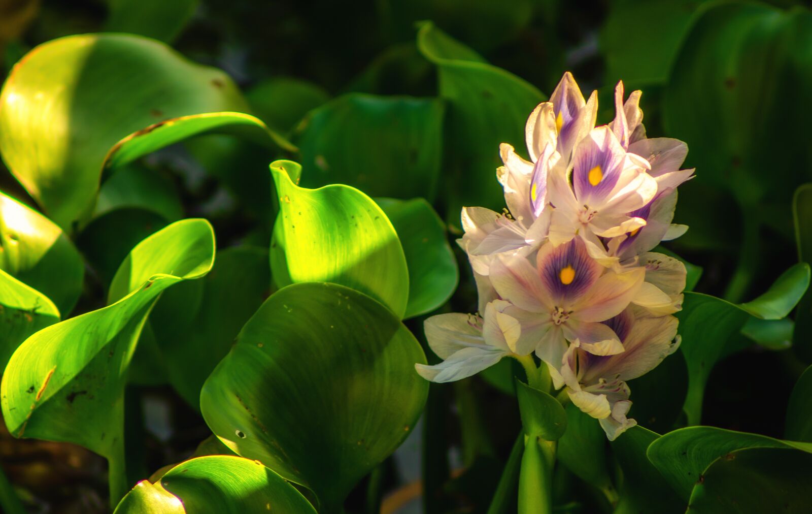 Nikon D7000 sample photo. Water hyacinth, green, bloom photography