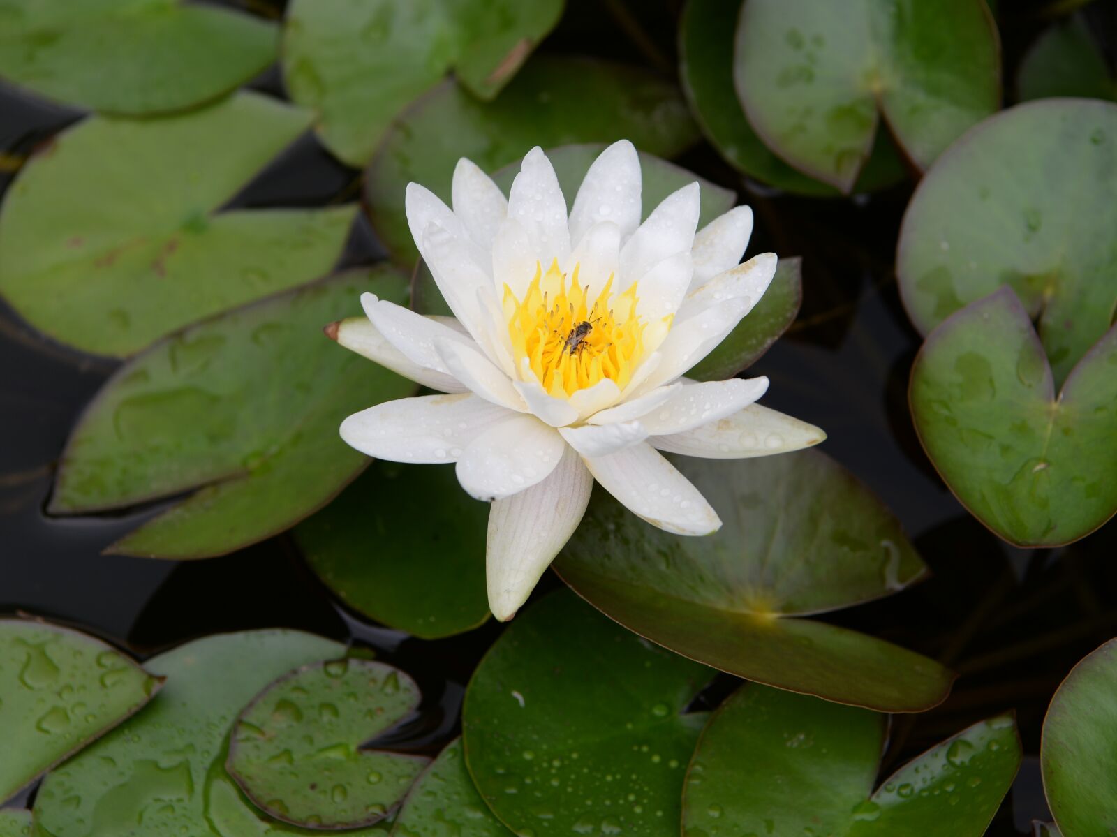 Nikon D610 sample photo. Lotus, water flower, flower photography