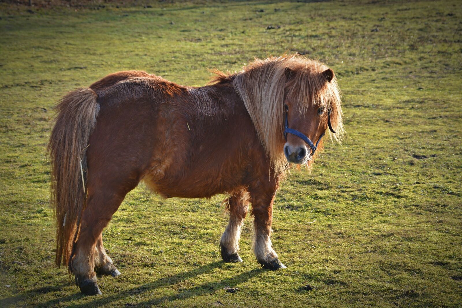 Nikon D5200 sample photo. Pony, shetland pony, wuschelig photography