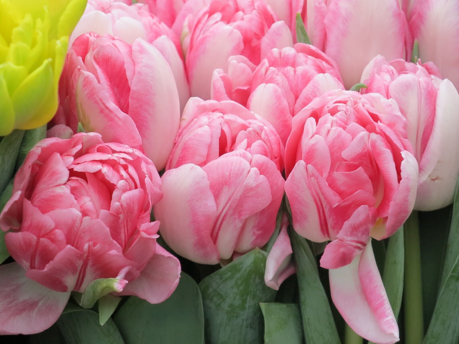 Canon PowerShot G1 X sample photo. Tulip, flower, spring photography