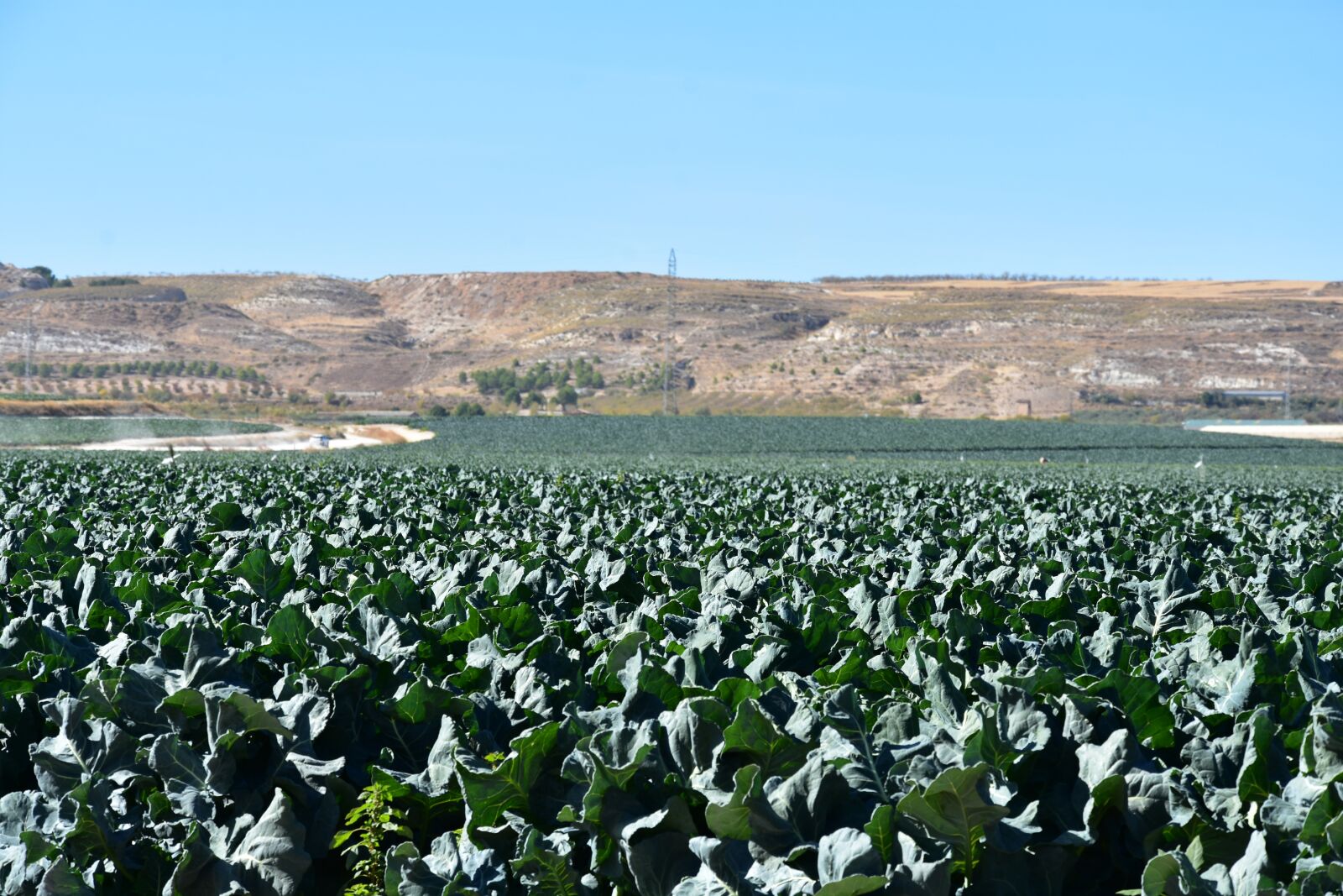 Nikon D7200 sample photo. Field, agriculture, landscape photography