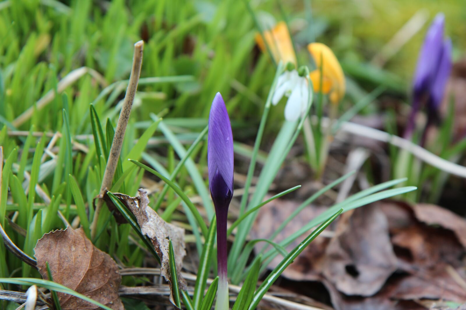 Canon EOS 600D (Rebel EOS T3i / EOS Kiss X5) sample photo. Crocus, nature, flowering photography