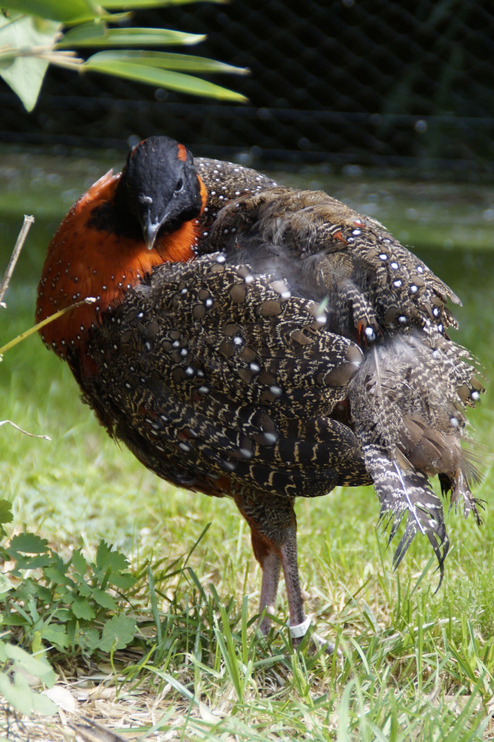 Sony SLT-A58 sample photo. Pheasant, partridge, species photography
