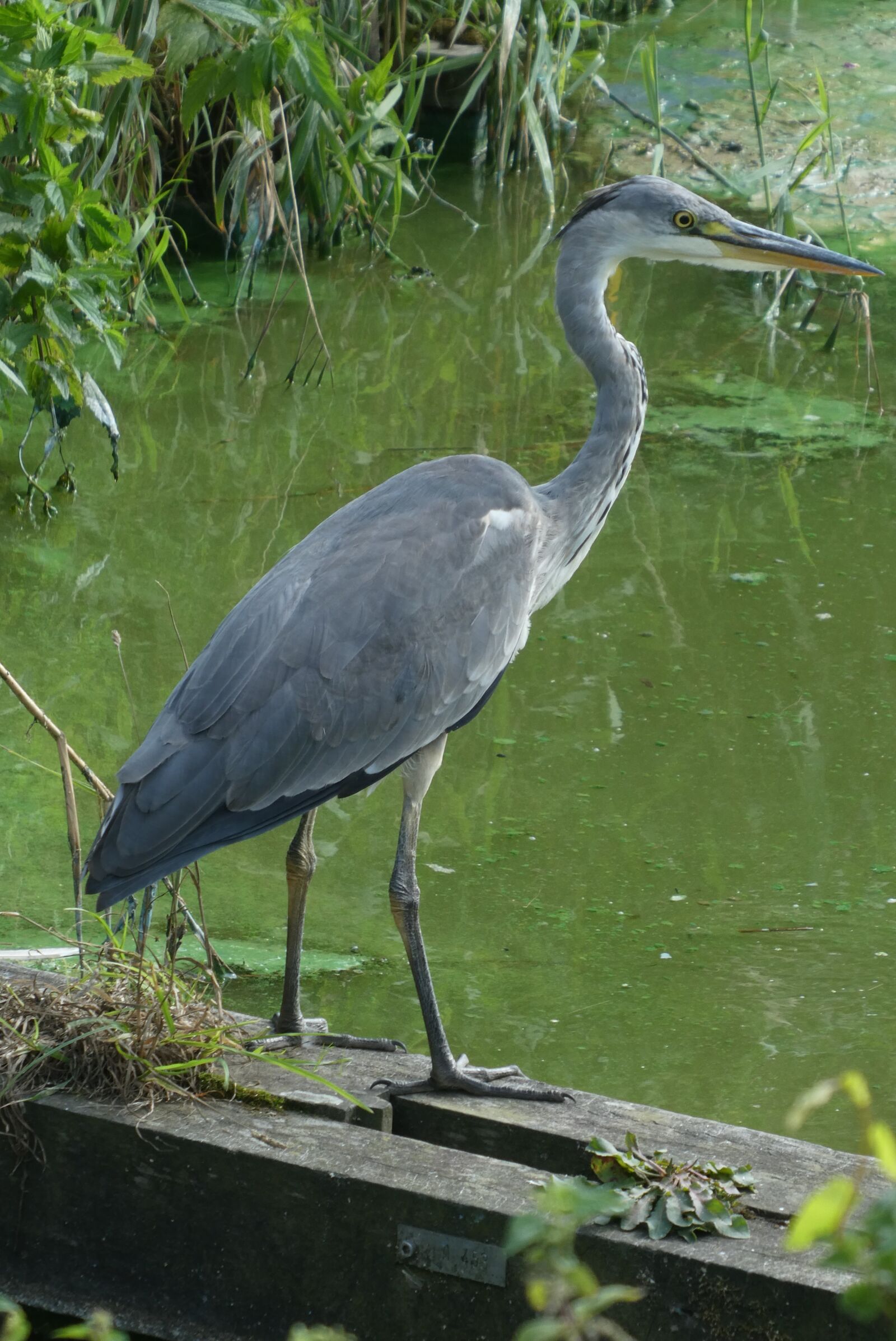 Panasonic Lumix DC-ZS70 (Lumix DC-TZ90) sample photo. Heron, nature, feathers photography