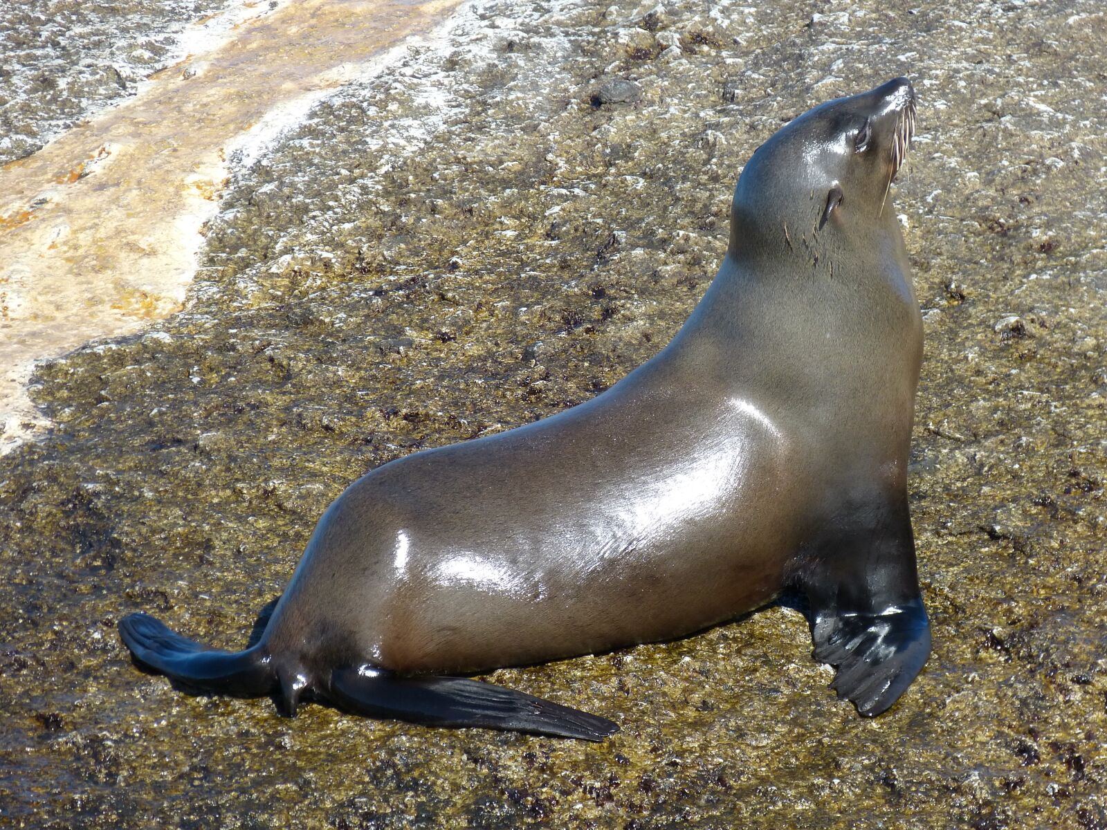 Panasonic Lumix DMC-FZ150 sample photo. South africa, robbe, seals photography