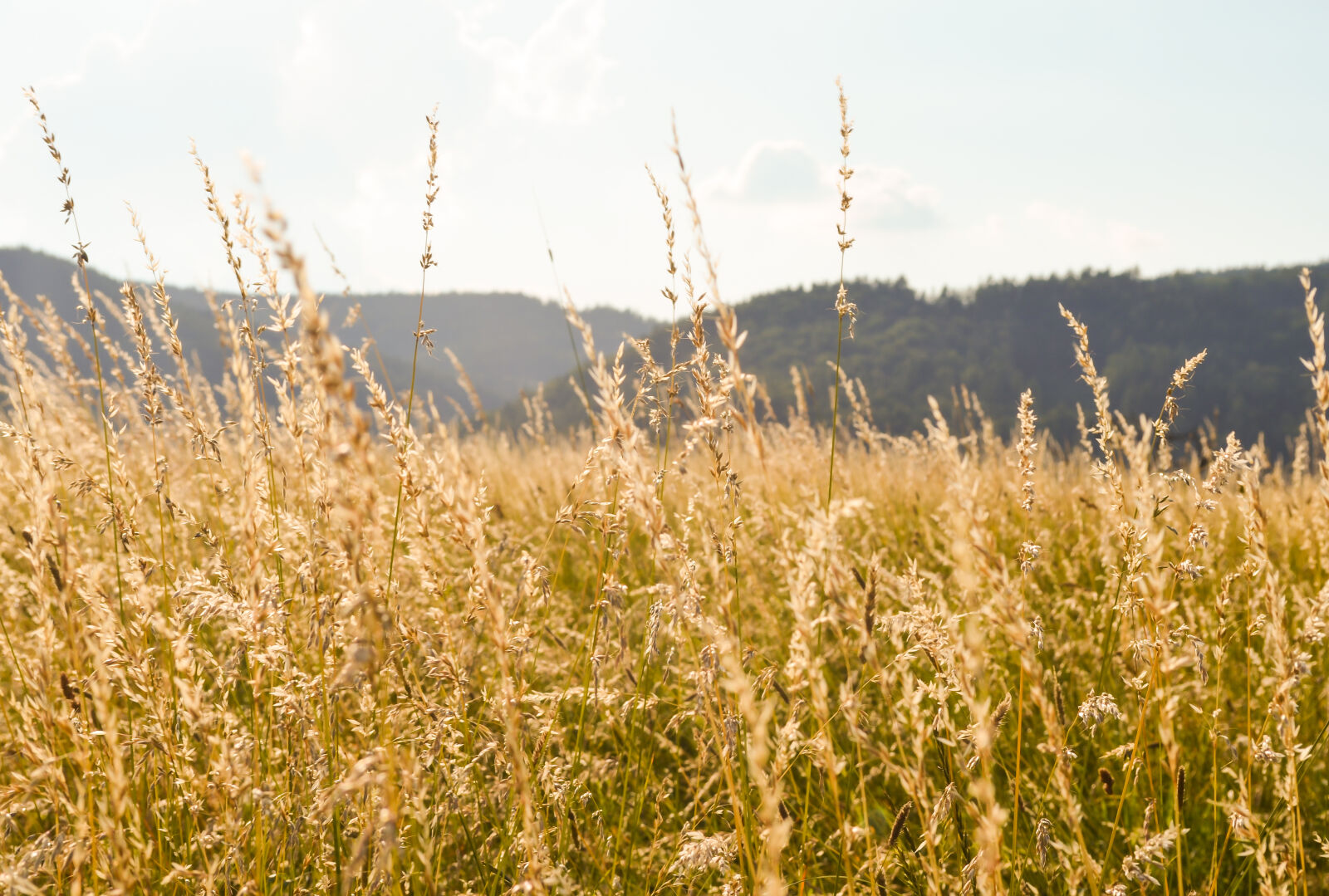 Nikon D5100 sample photo. Grass, light, sun photography