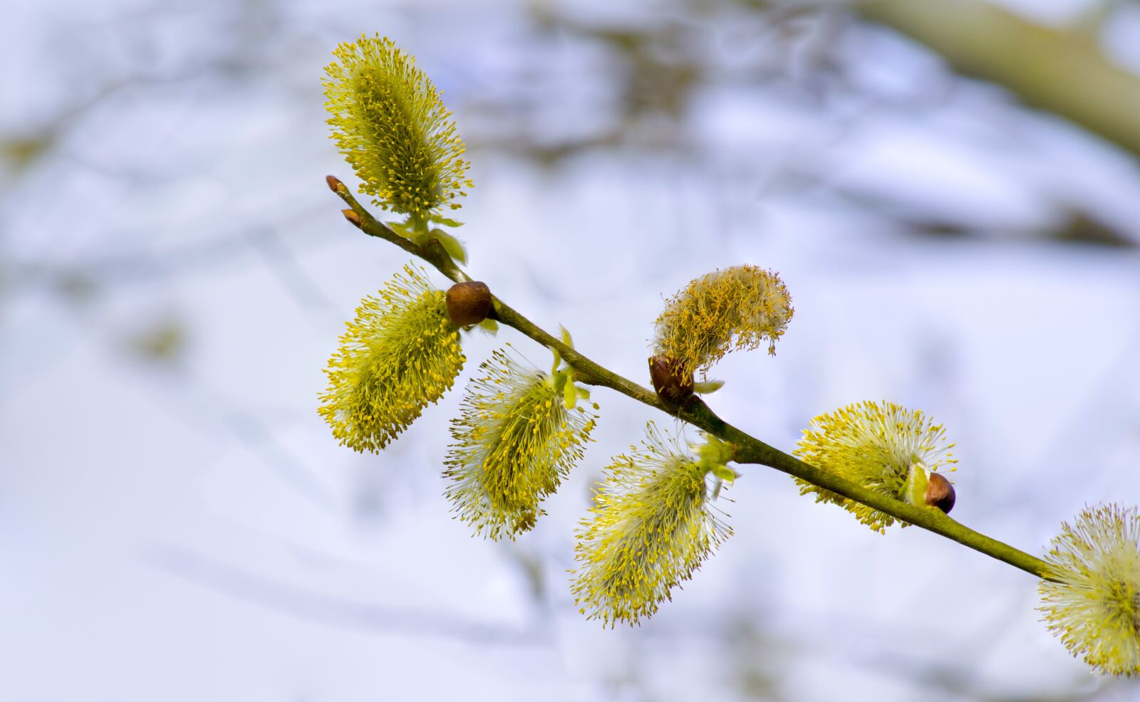 Nikon D5300 sample photo. Spring, tree, willow photography