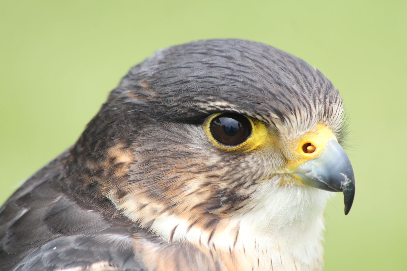 Canon EOS 550D (EOS Rebel T2i / EOS Kiss X4) sample photo. Kestrel, bird, prey photography