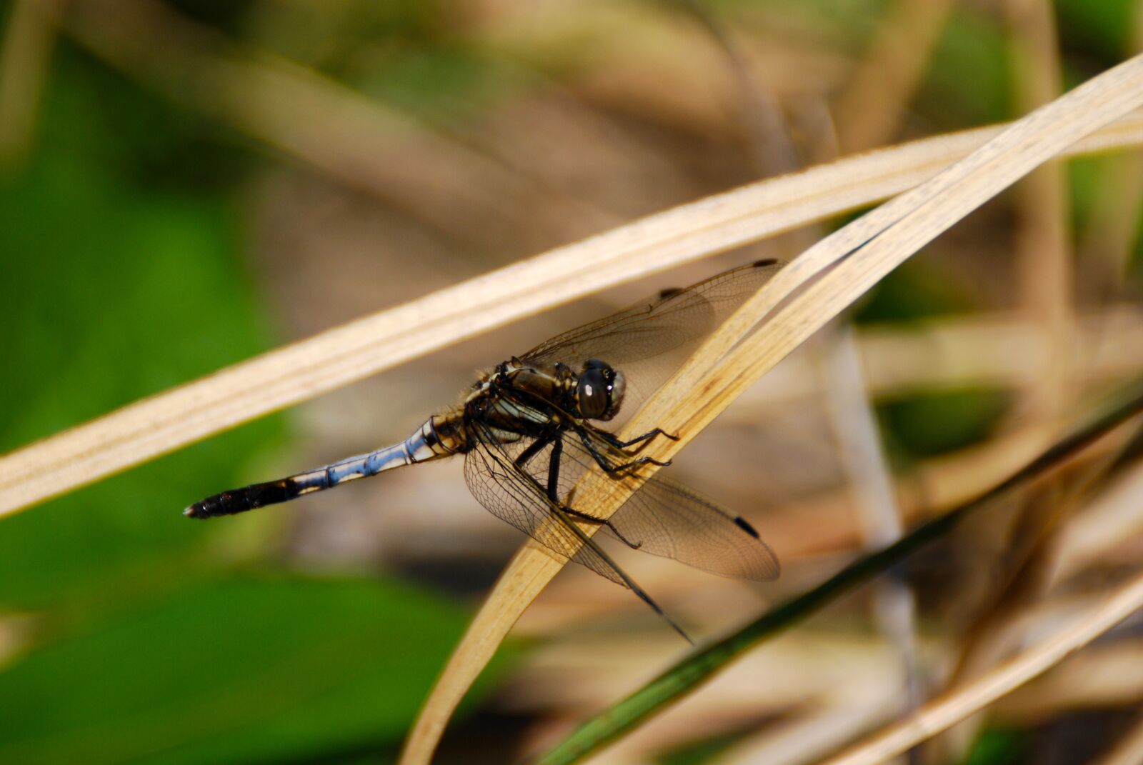Nikon D40X sample photo. Dragonfly, bug, insect photography